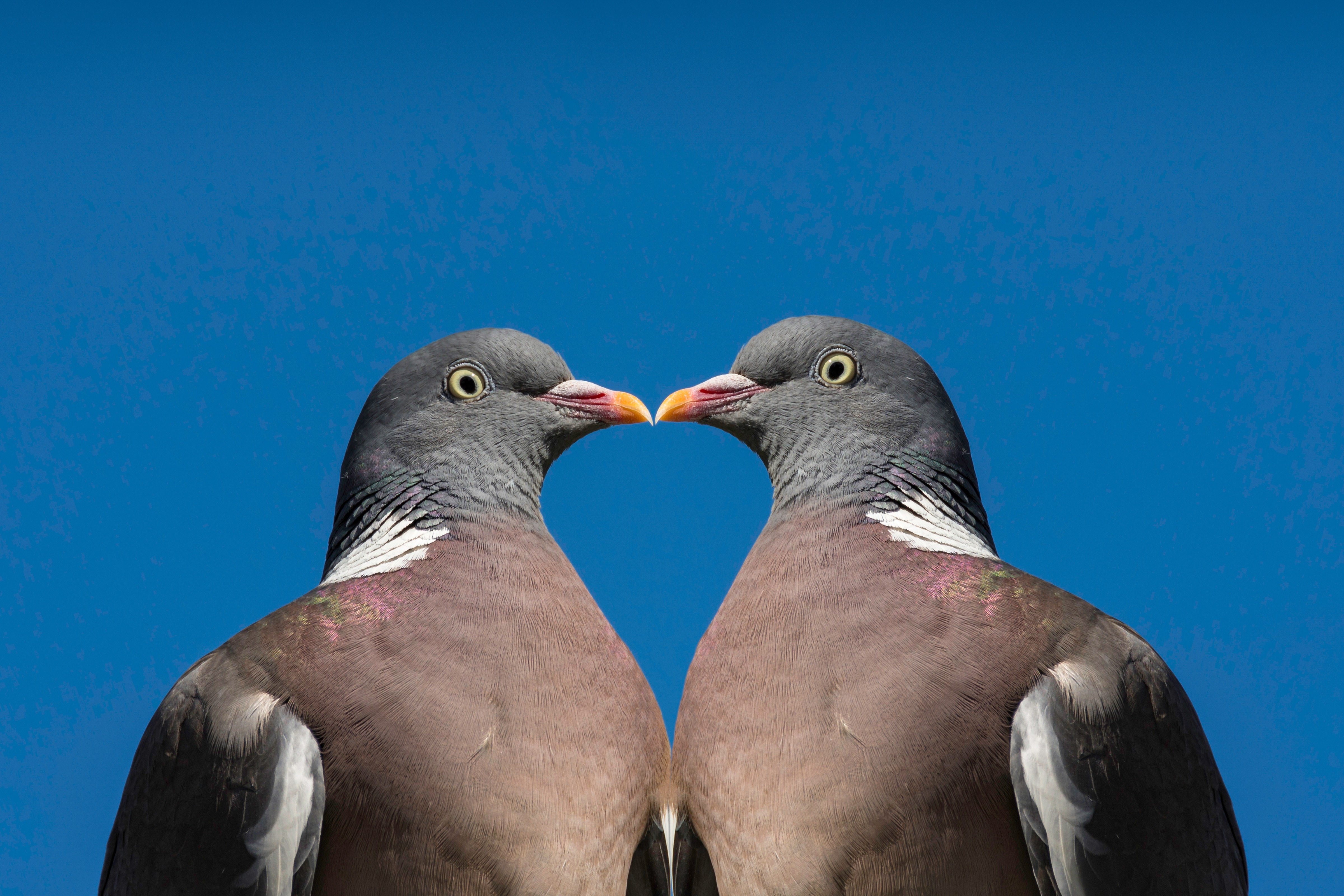 Two pigeons facing each other against blue background HD Wallpaper