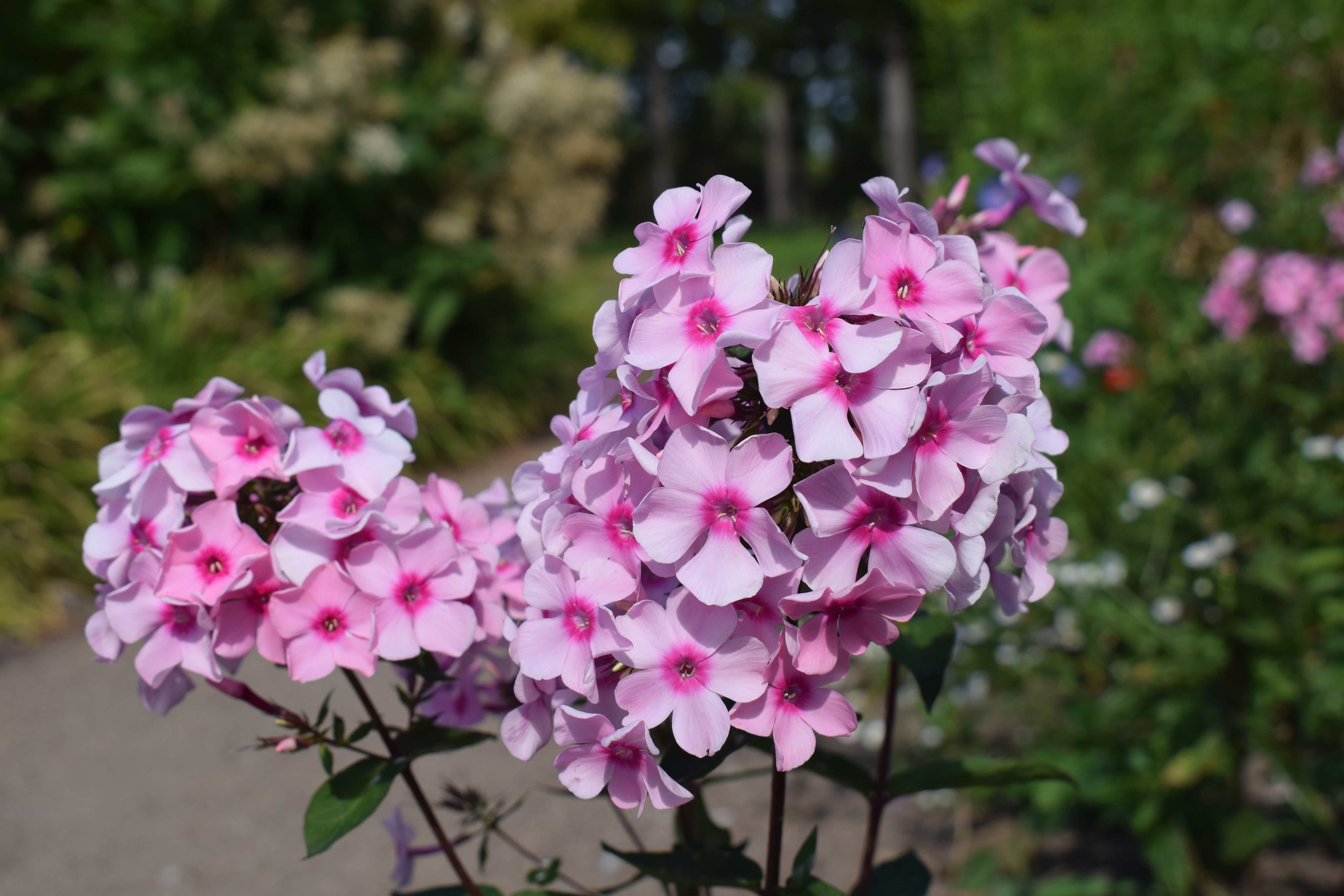 Pink Phlox flowers in a garden HD Wallpaper