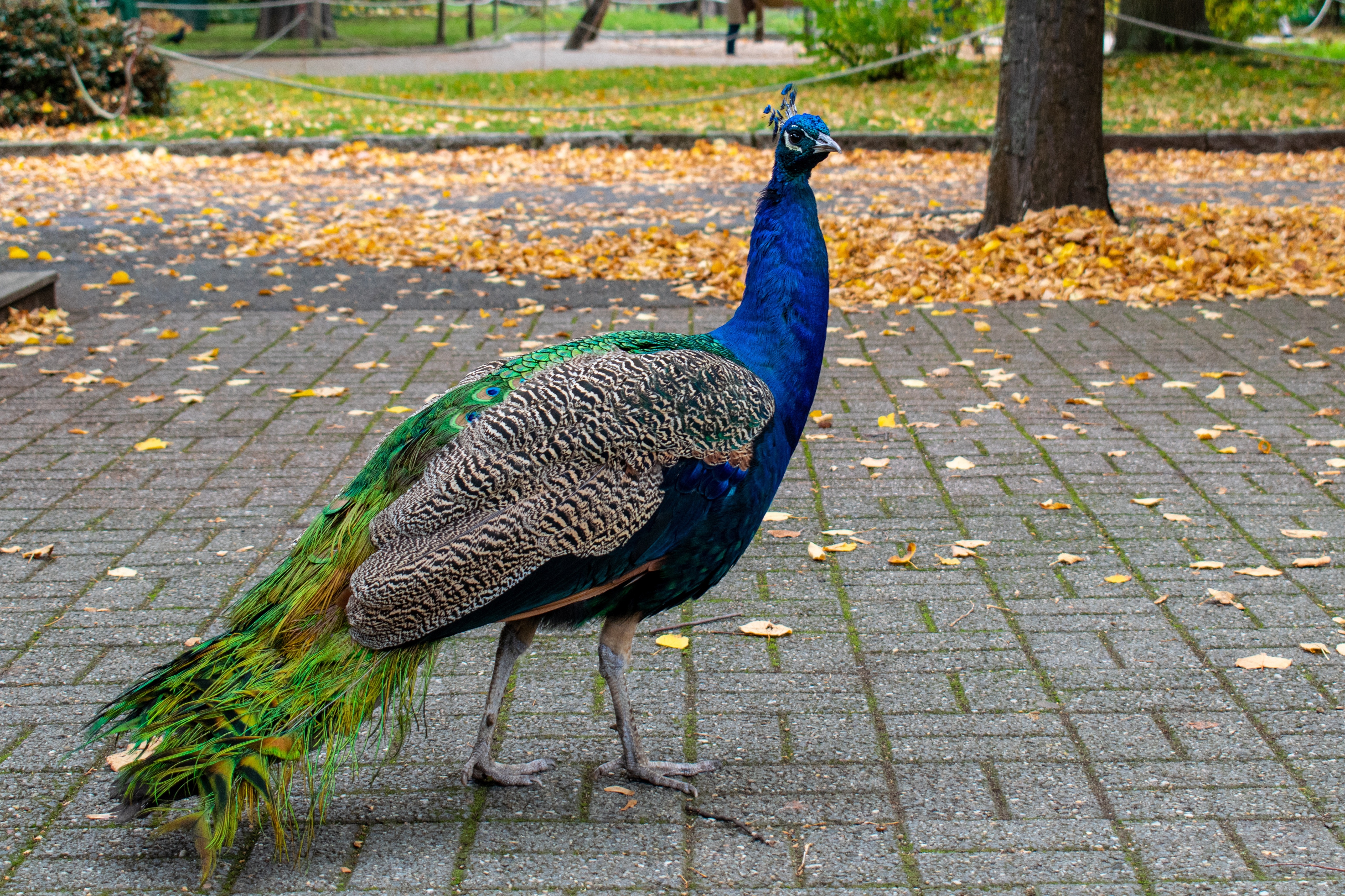 Peacock standing on a paved path with fallen leaves HD Wallpaper