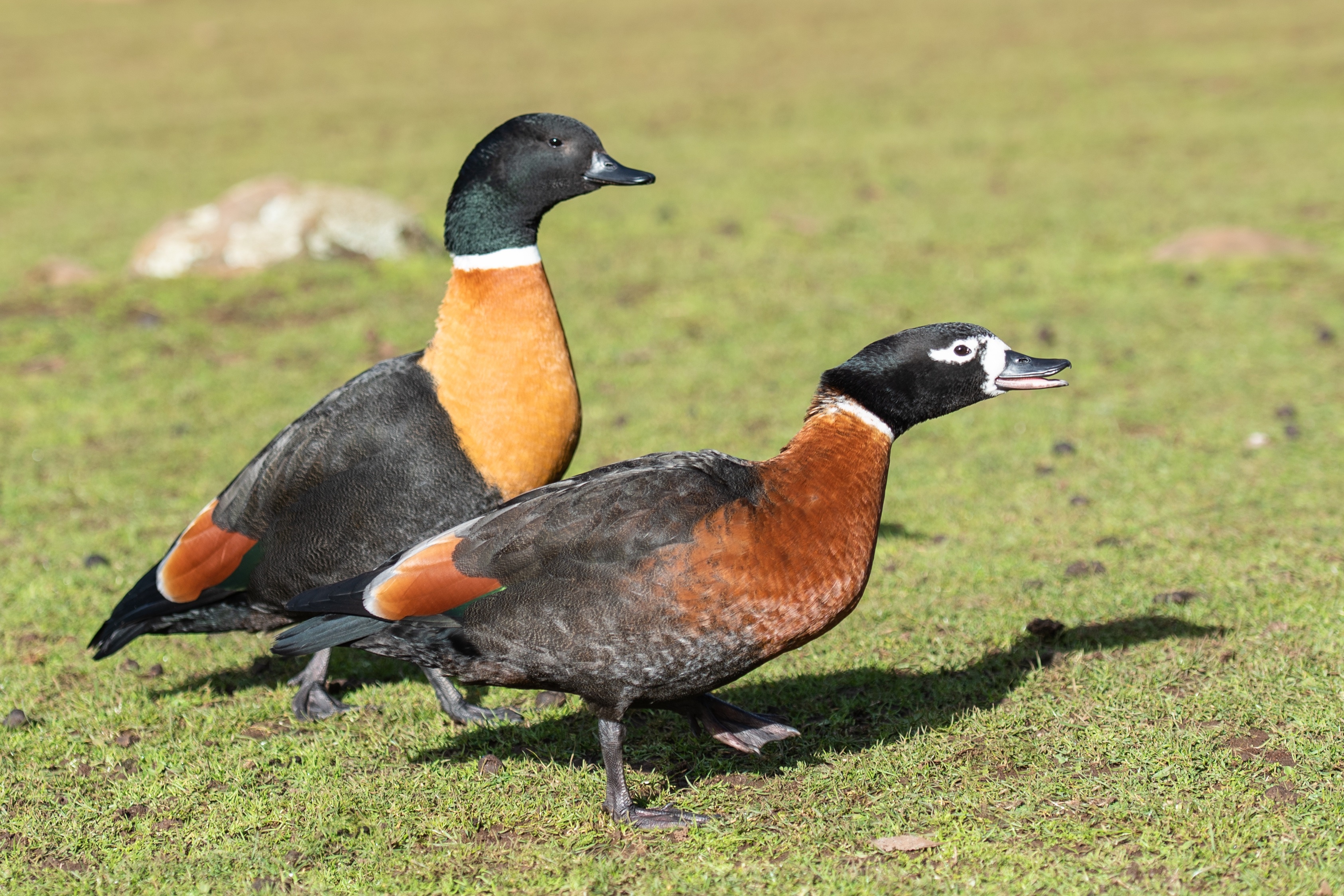 Two Paradise Shelducks on Grass HD Wallpaper