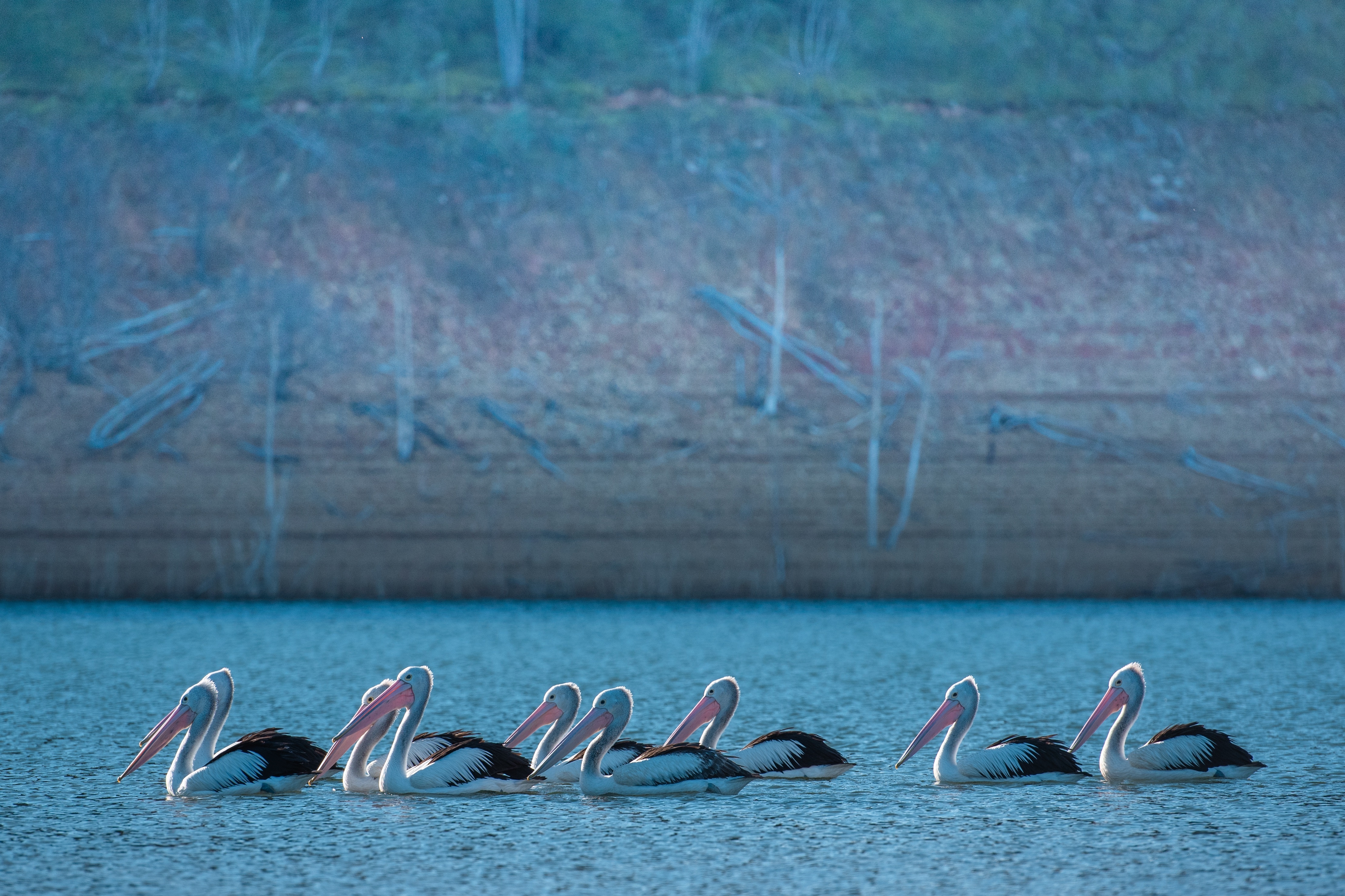 A flock of pelicans swims on a lake HD Wallpaper