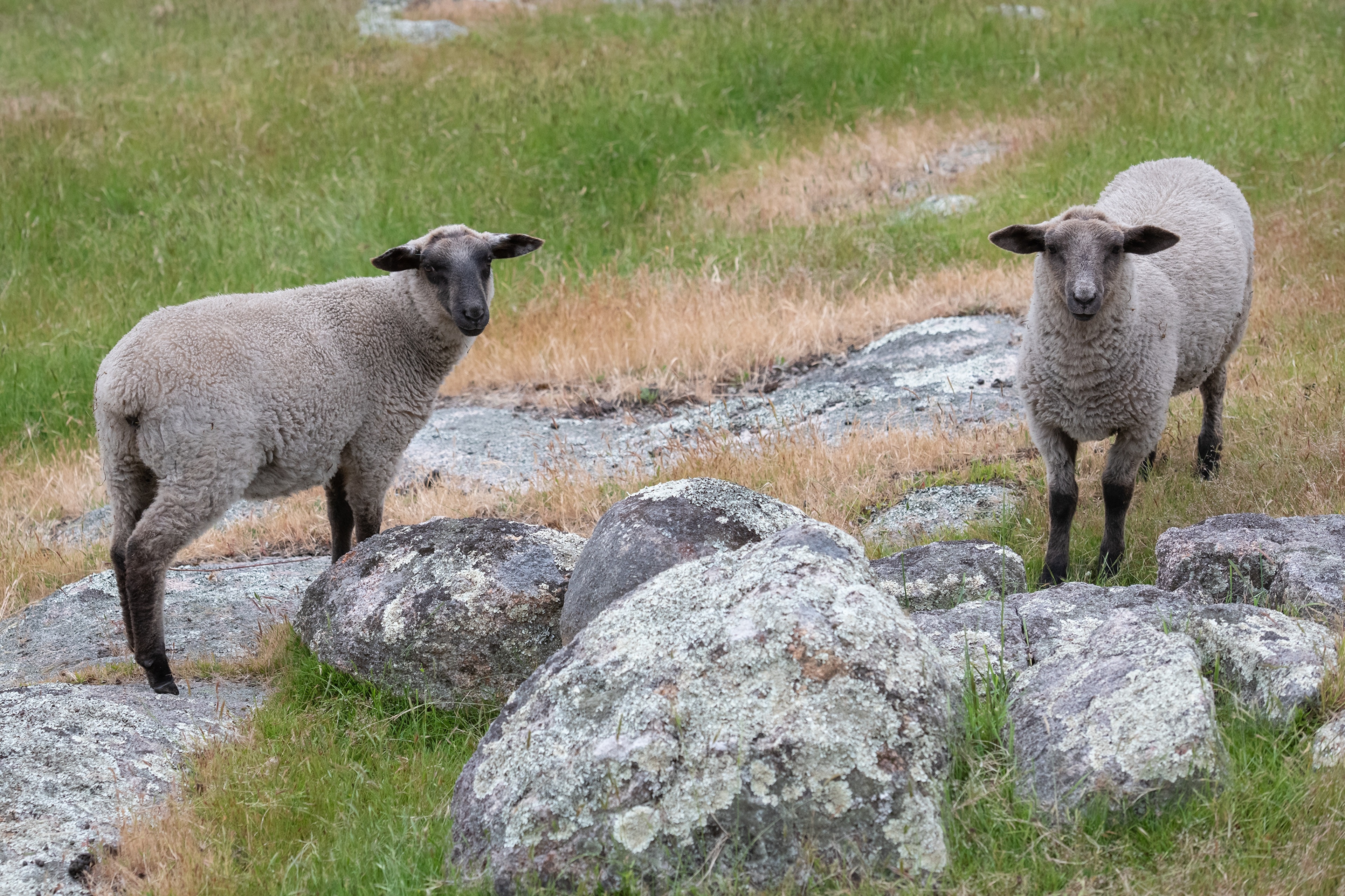 Two sheep standing on rocks and grass HD Wallpaper