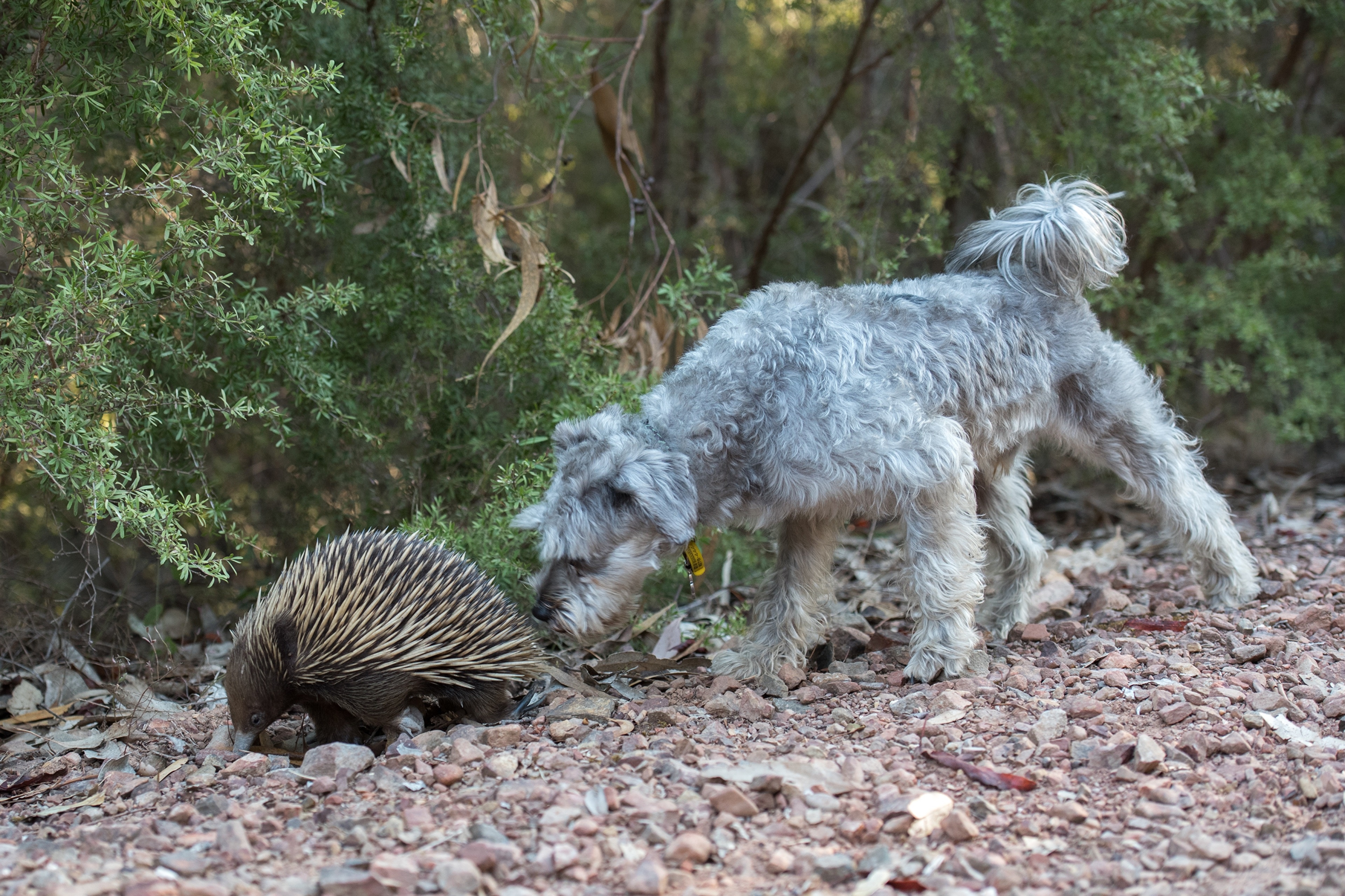 Miniature Schnauzer and Echidna on a rocky path HD Wallpaper
