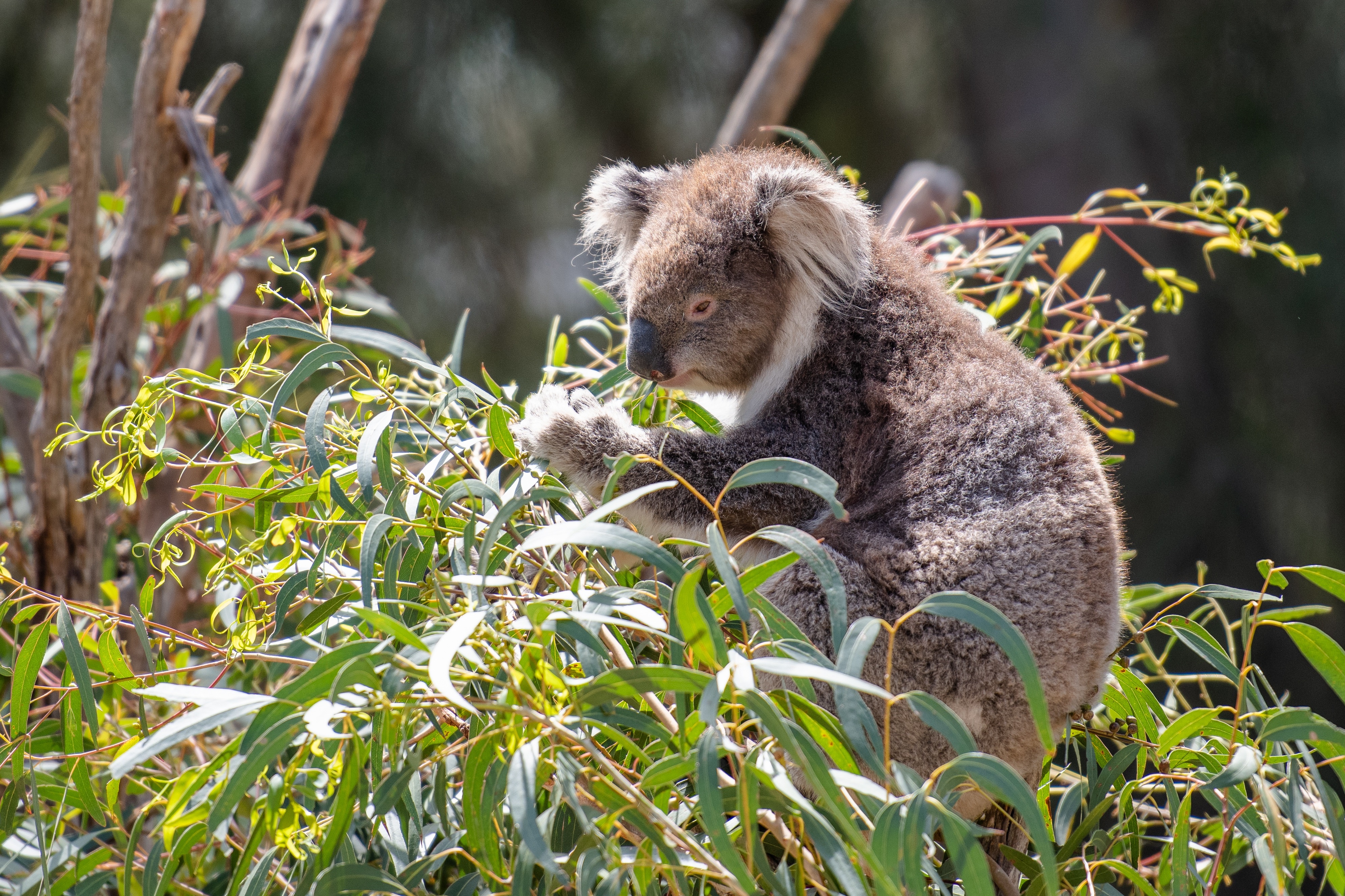 Koala eating eucalyptus leaves HD Wallpaper