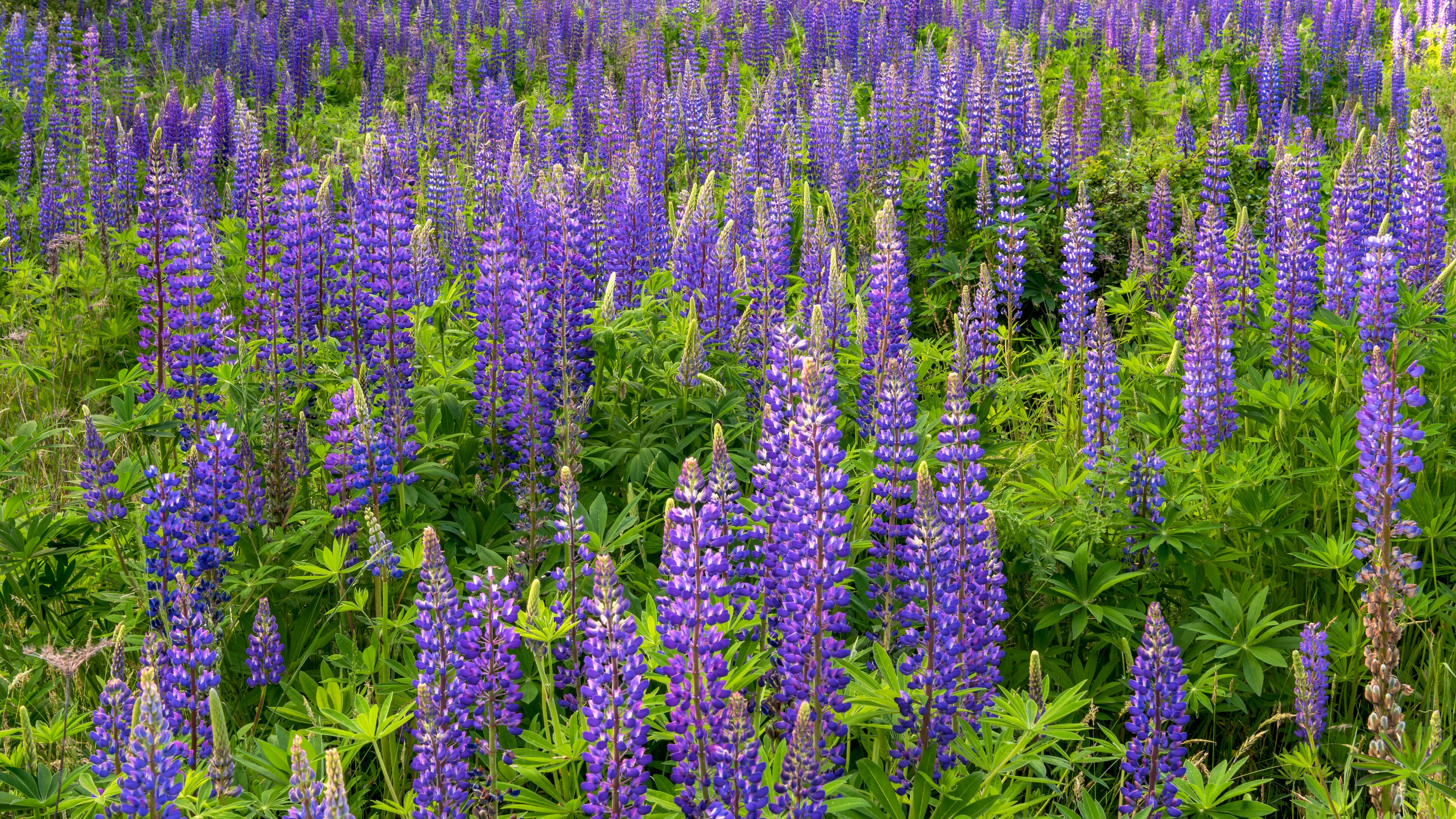 Field of Purple Lupins in Rheinland-Pfalz, Germany HD Wallpaper