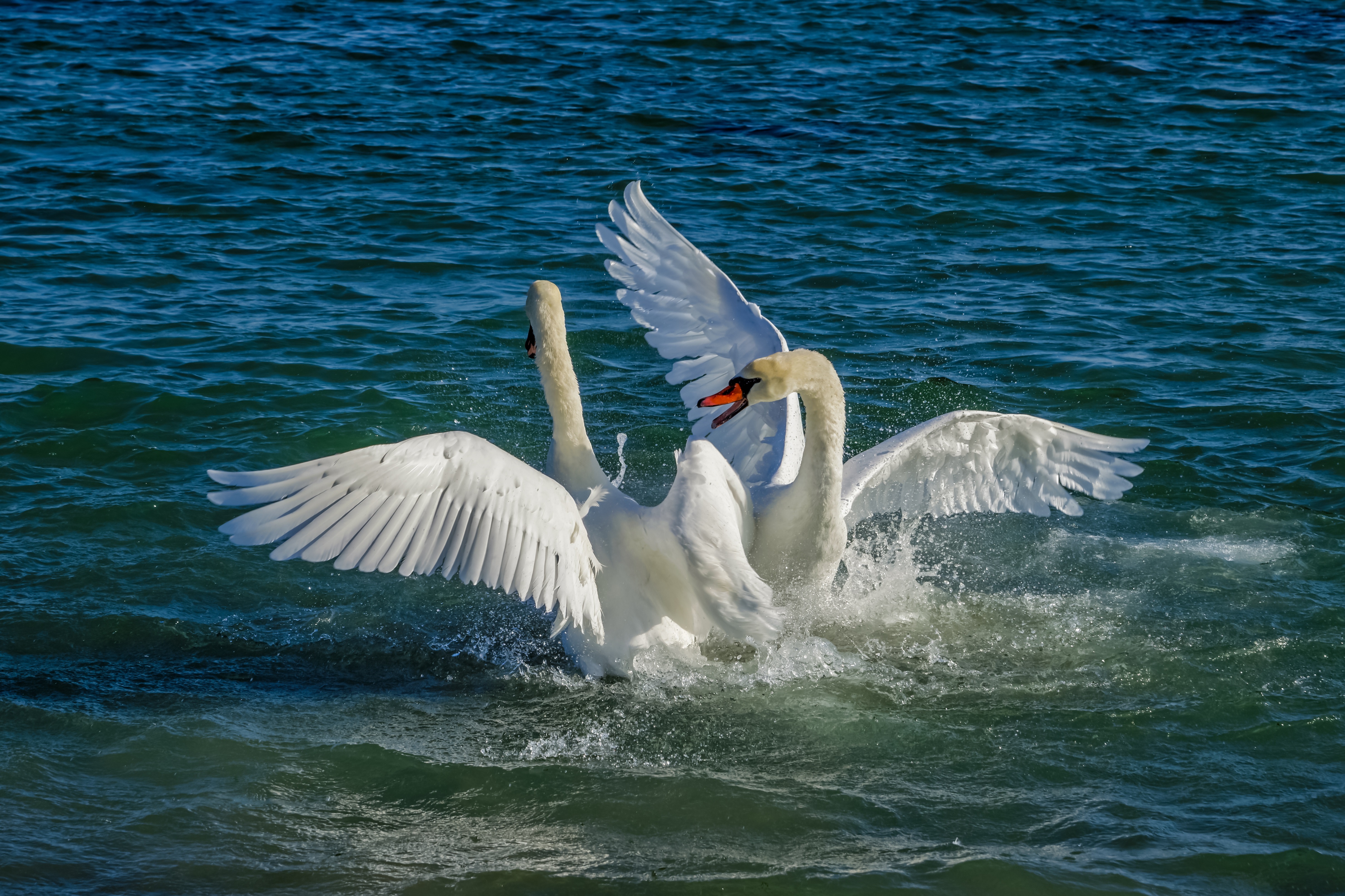 Two swans fighting in the water HD Wallpaper