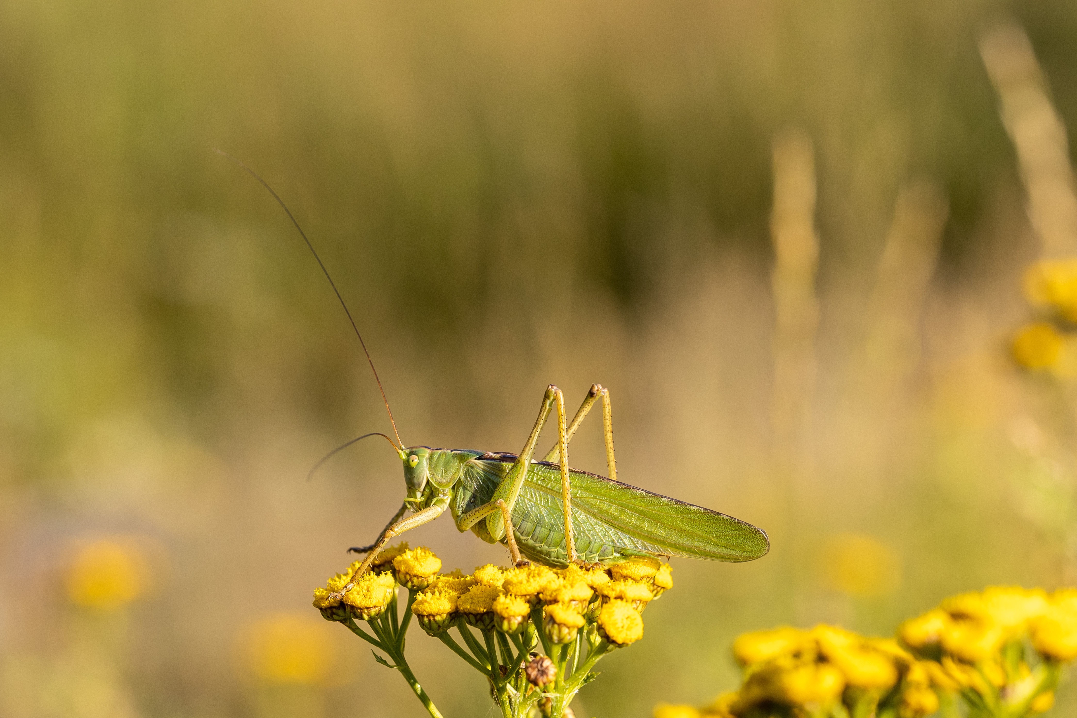Green grasshopper on yellow flowers HD Wallpaper
