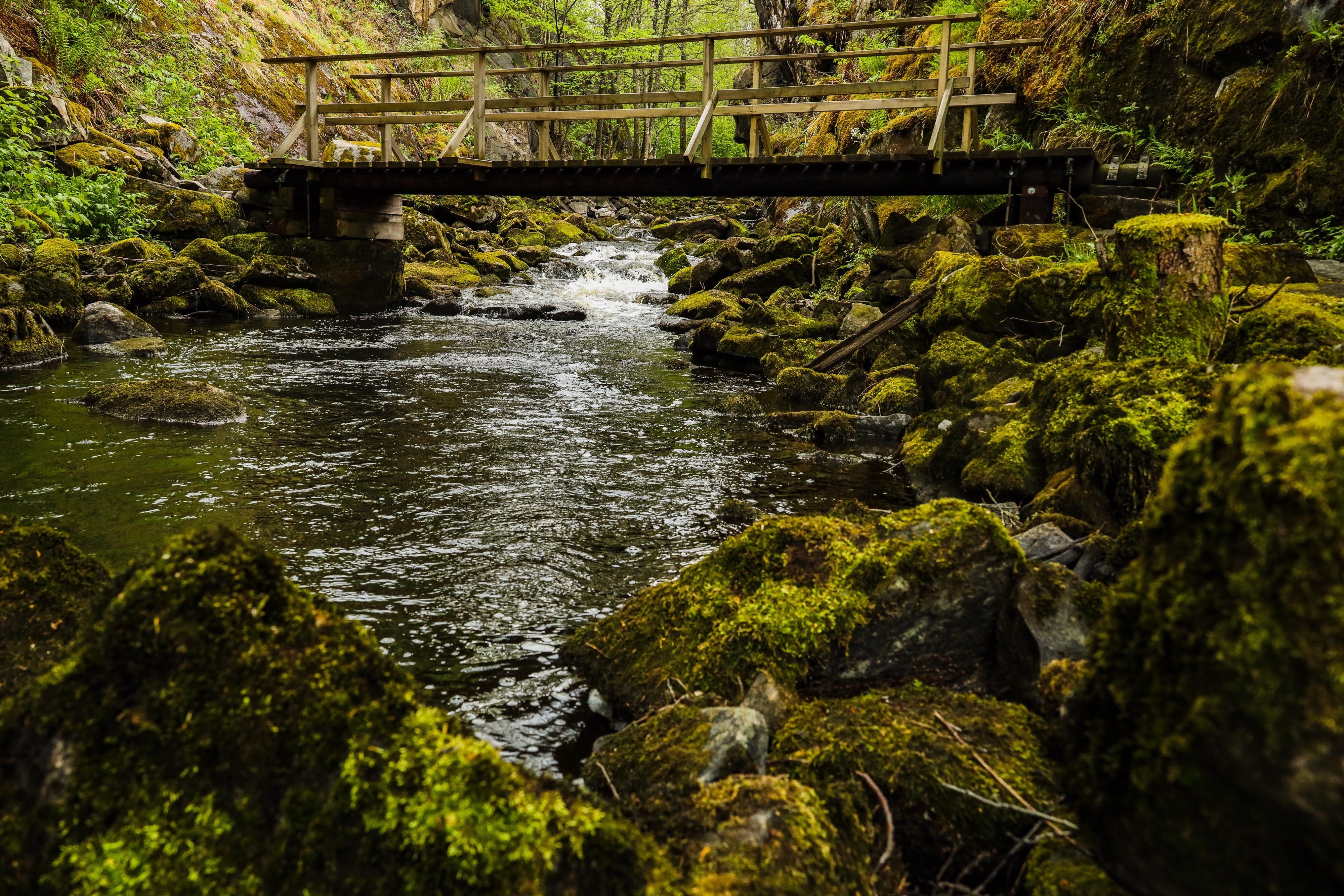 Wooden bridge over a mossy river HD Wallpaper