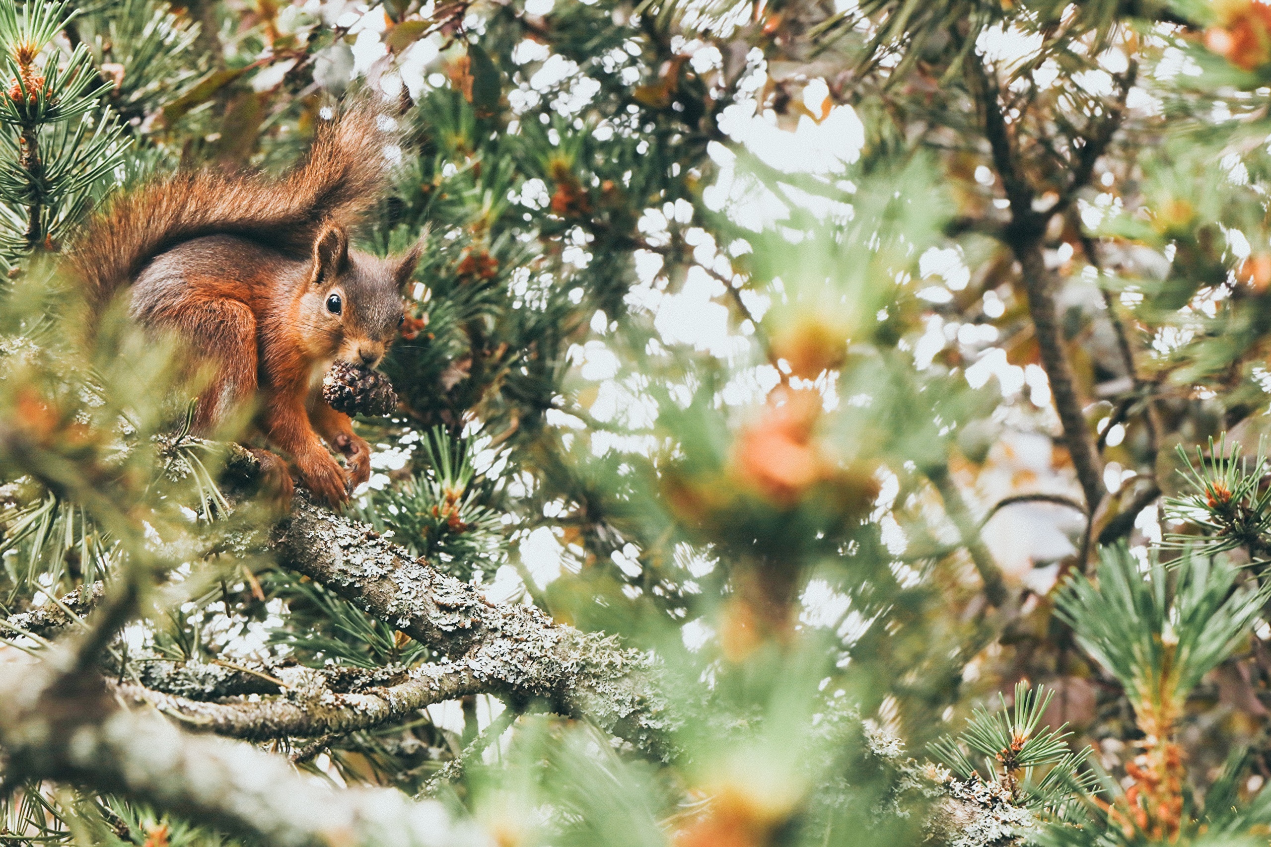 Squirrel holding a pine cone on a tree branch HD Wallpaper