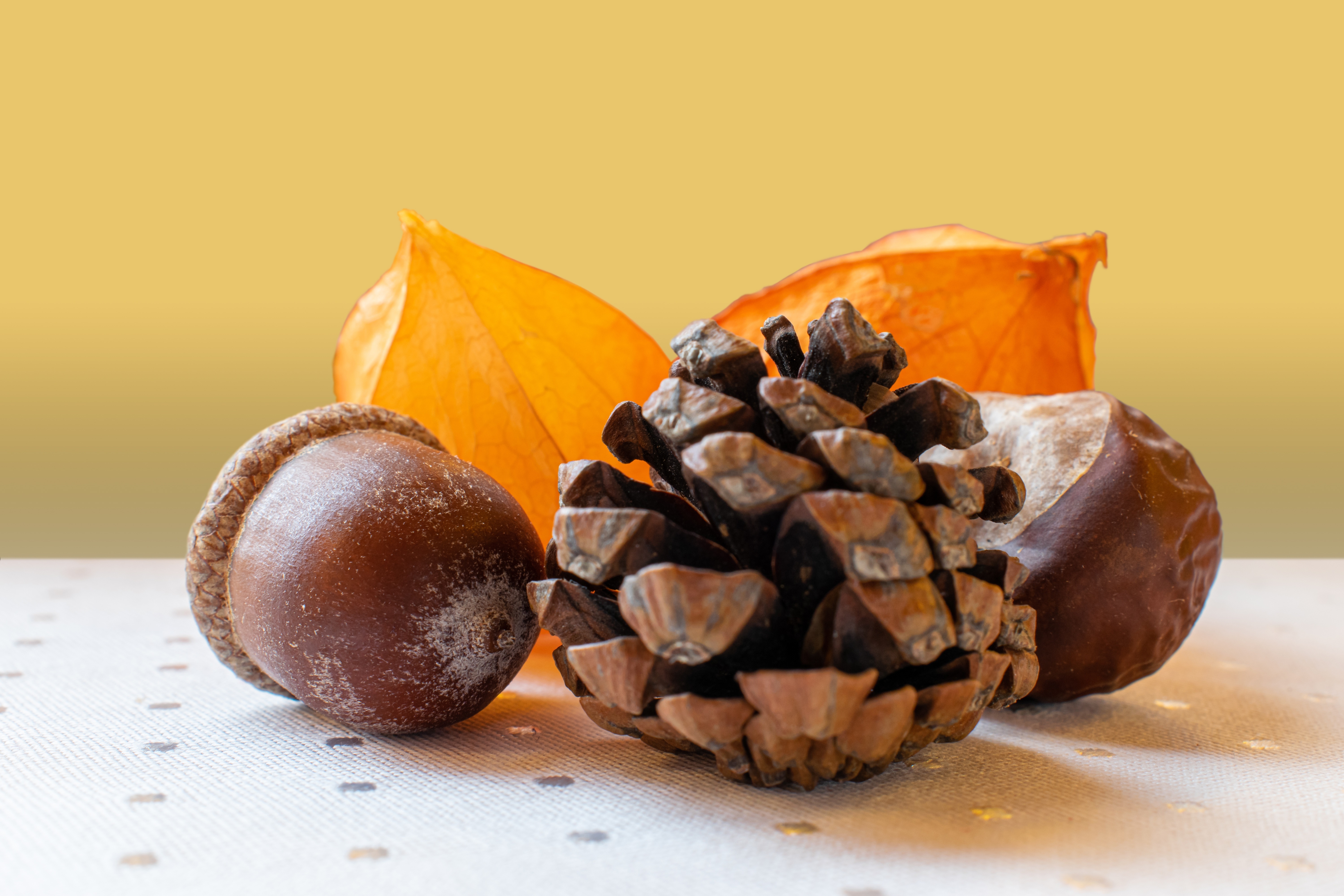 Acorn, Pine cone, Chestnut, and leaves HD Wallpaper
