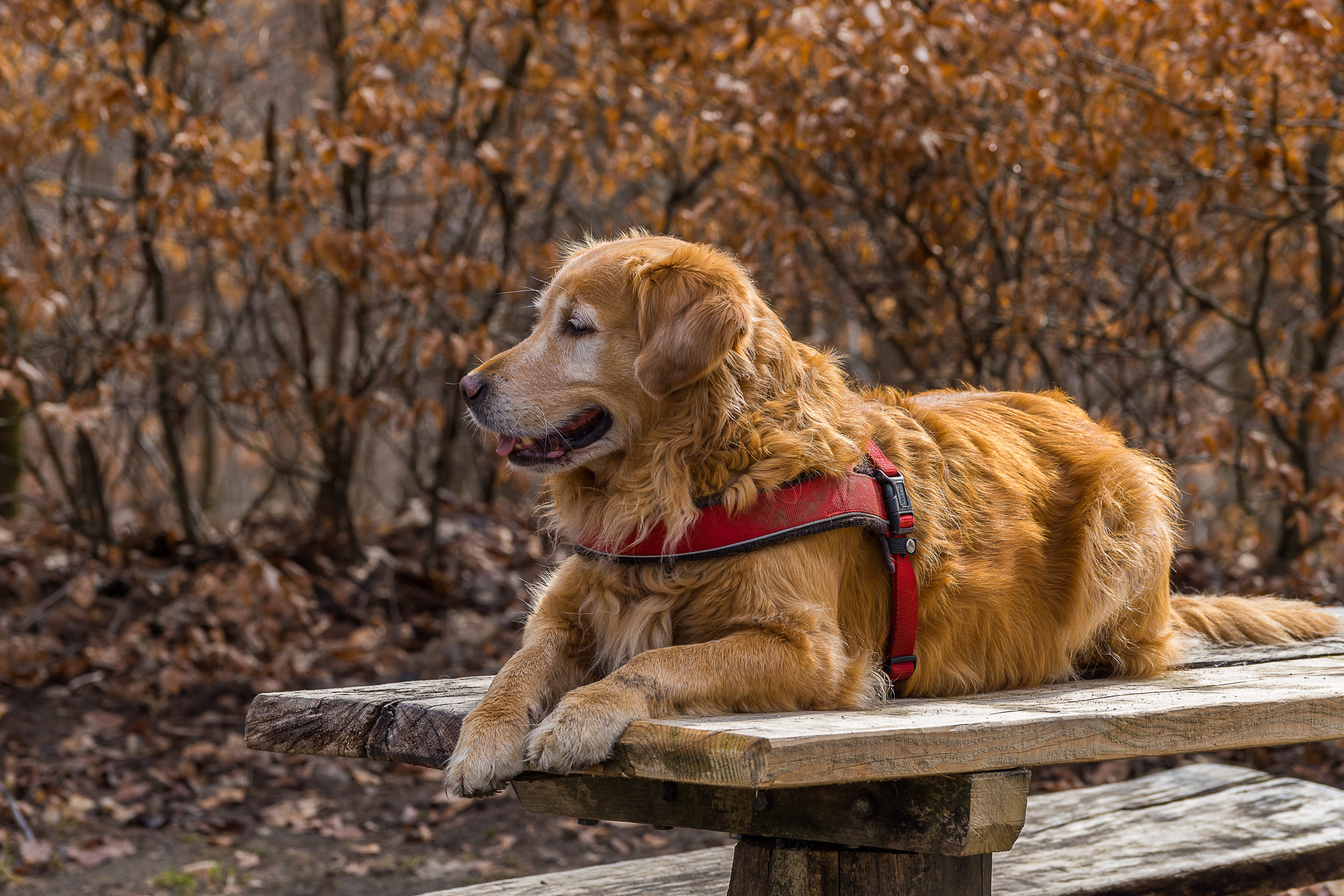 Golden Retriever dog lying on a wooden table HD Wallpaper