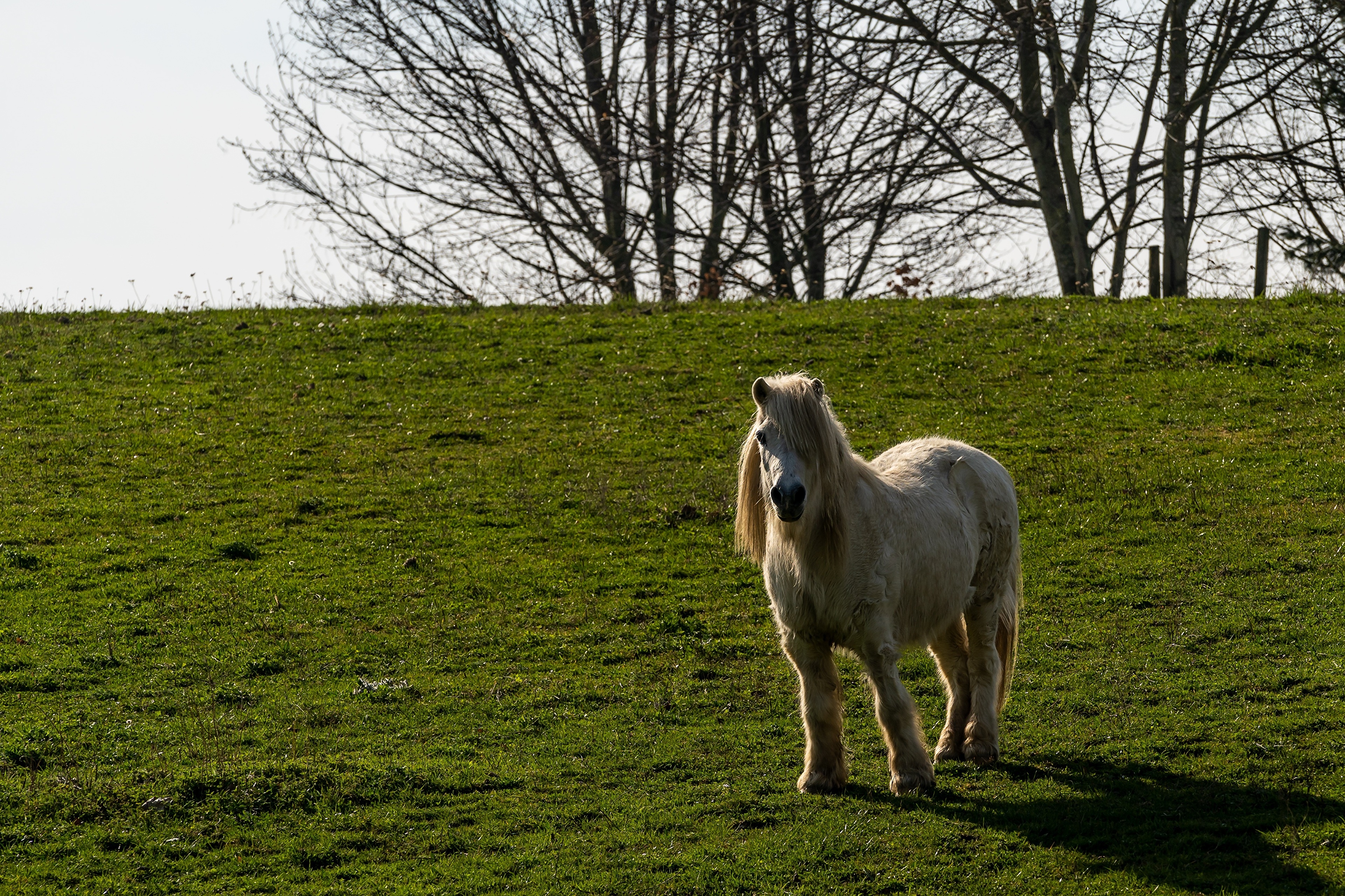 4K Pony on a Grassy Hill HD Wallpaper