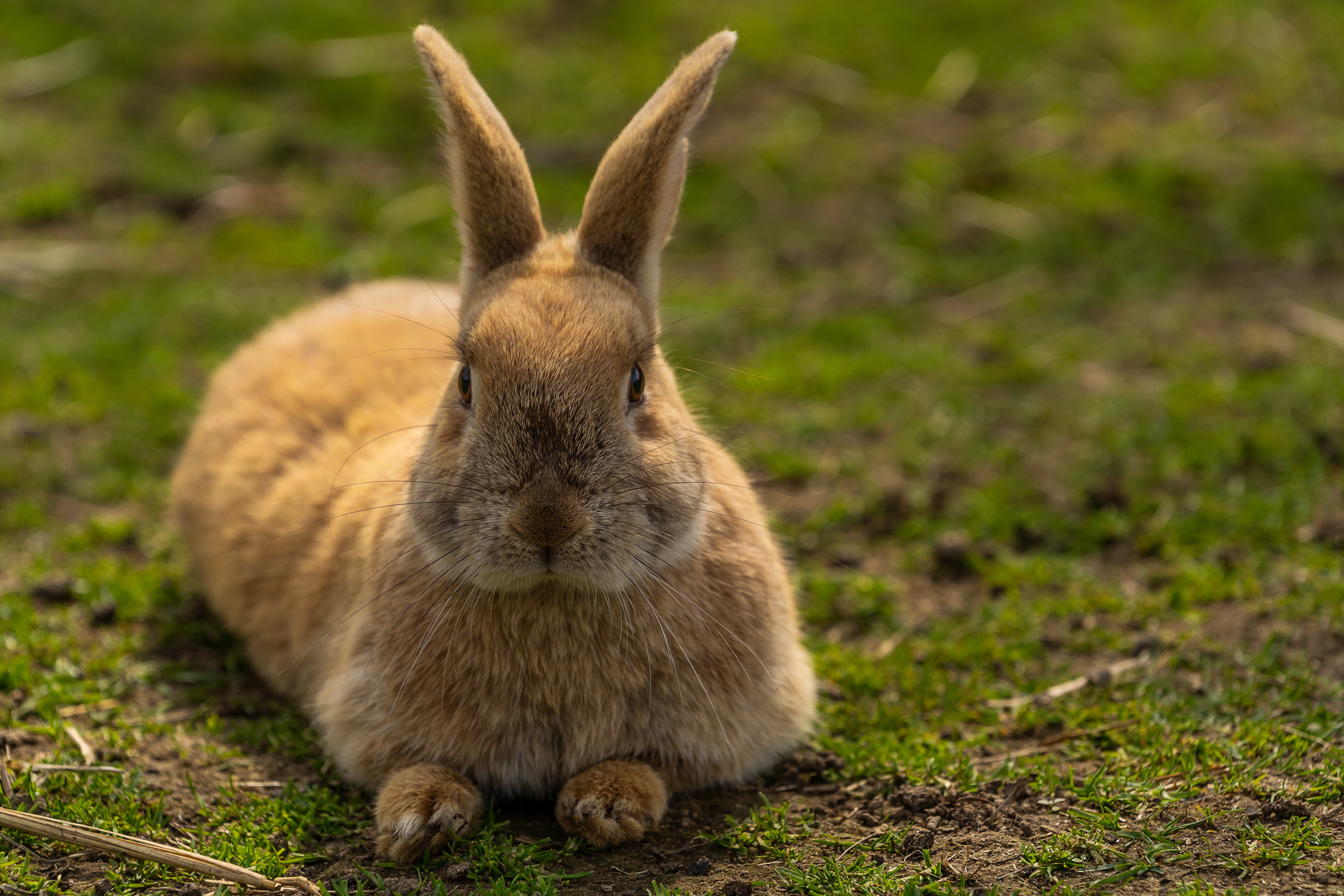 Brown rabbit lying down in grass HD Wallpaper