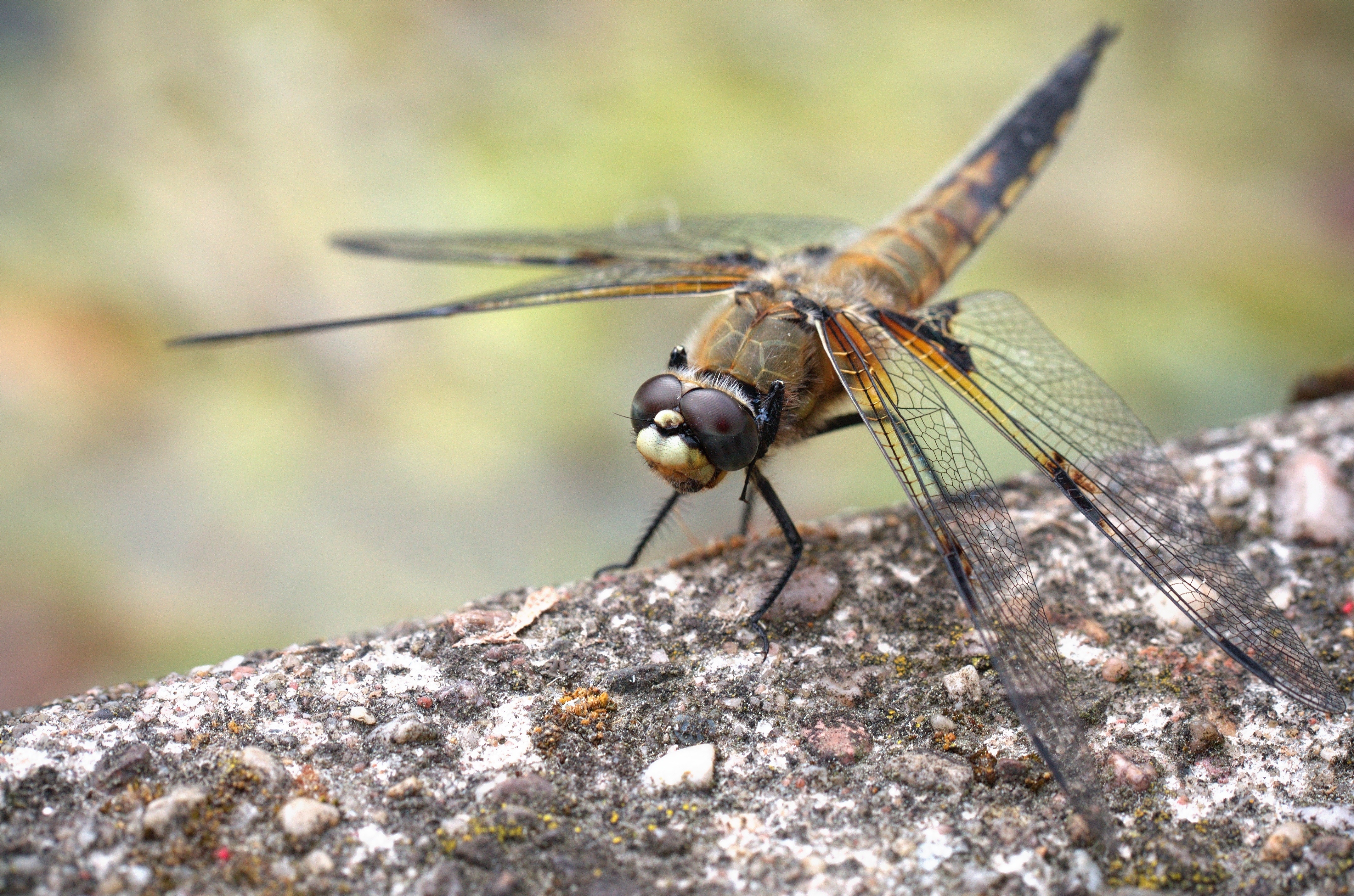 Dragonfly Closeup on Textured Surface HD Wallpaper