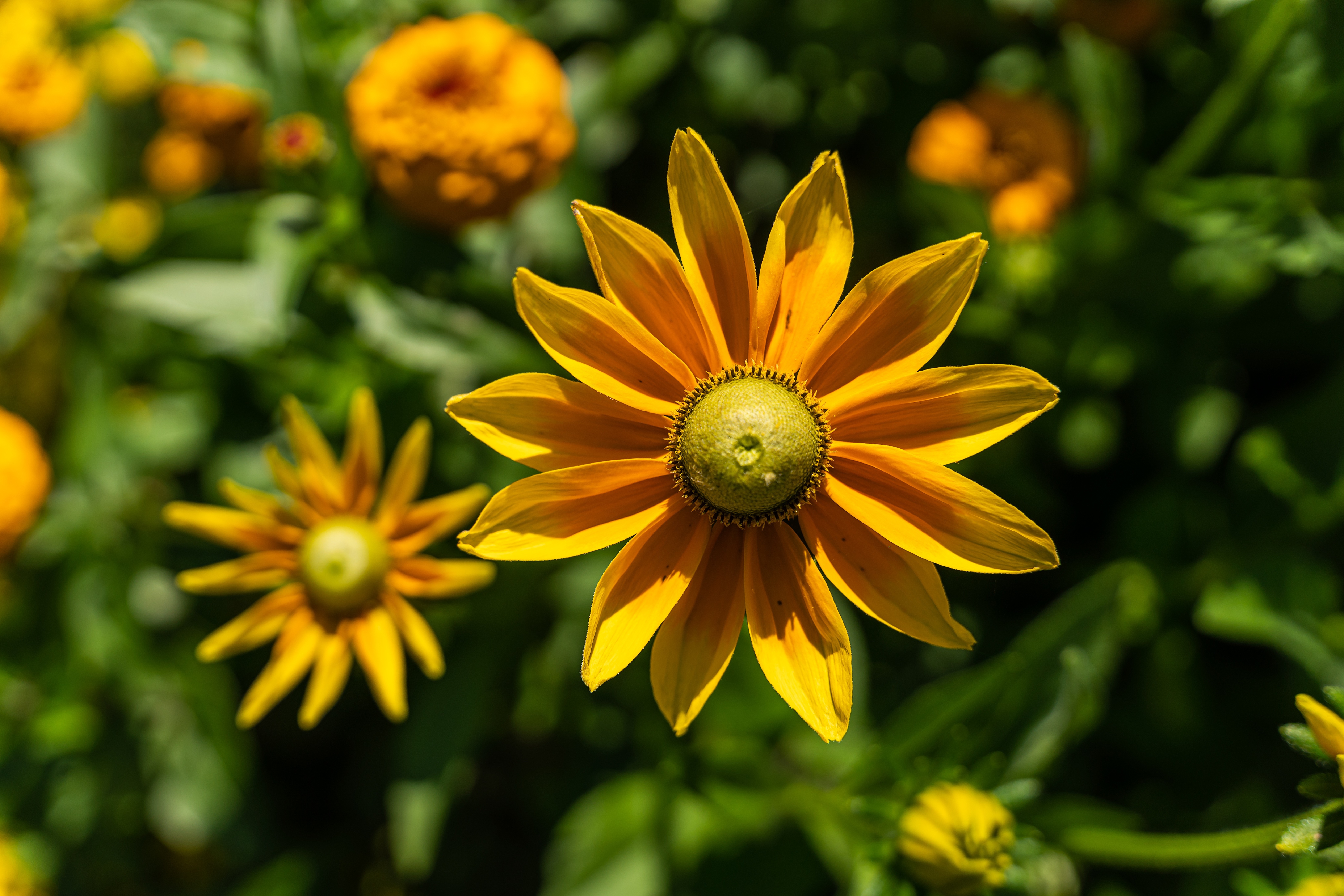 Yellow Rudbeckia flowers with bokeh HD Wallpaper