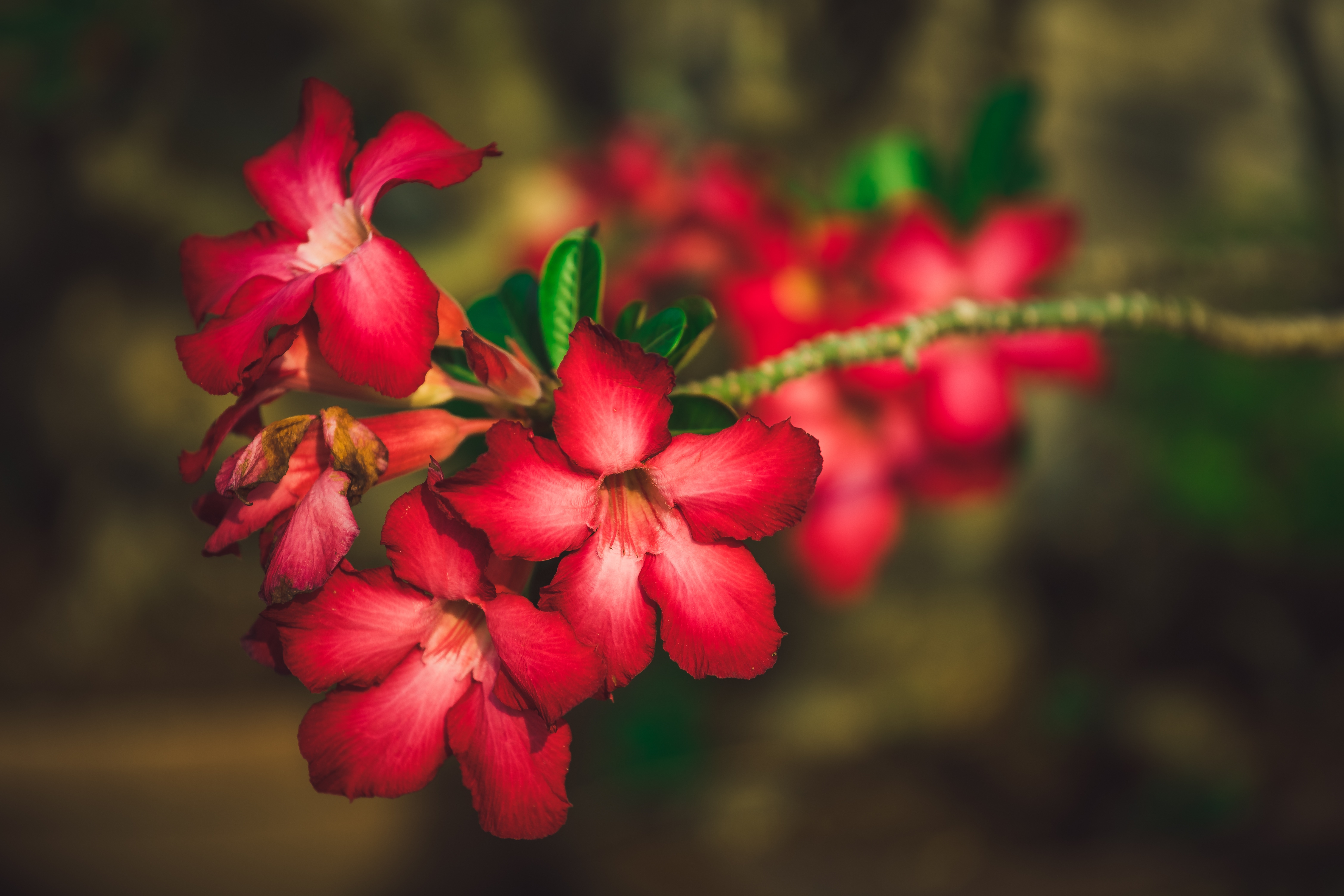 Red Adenium Flowers Closeup Bokeh HD Wallpaper