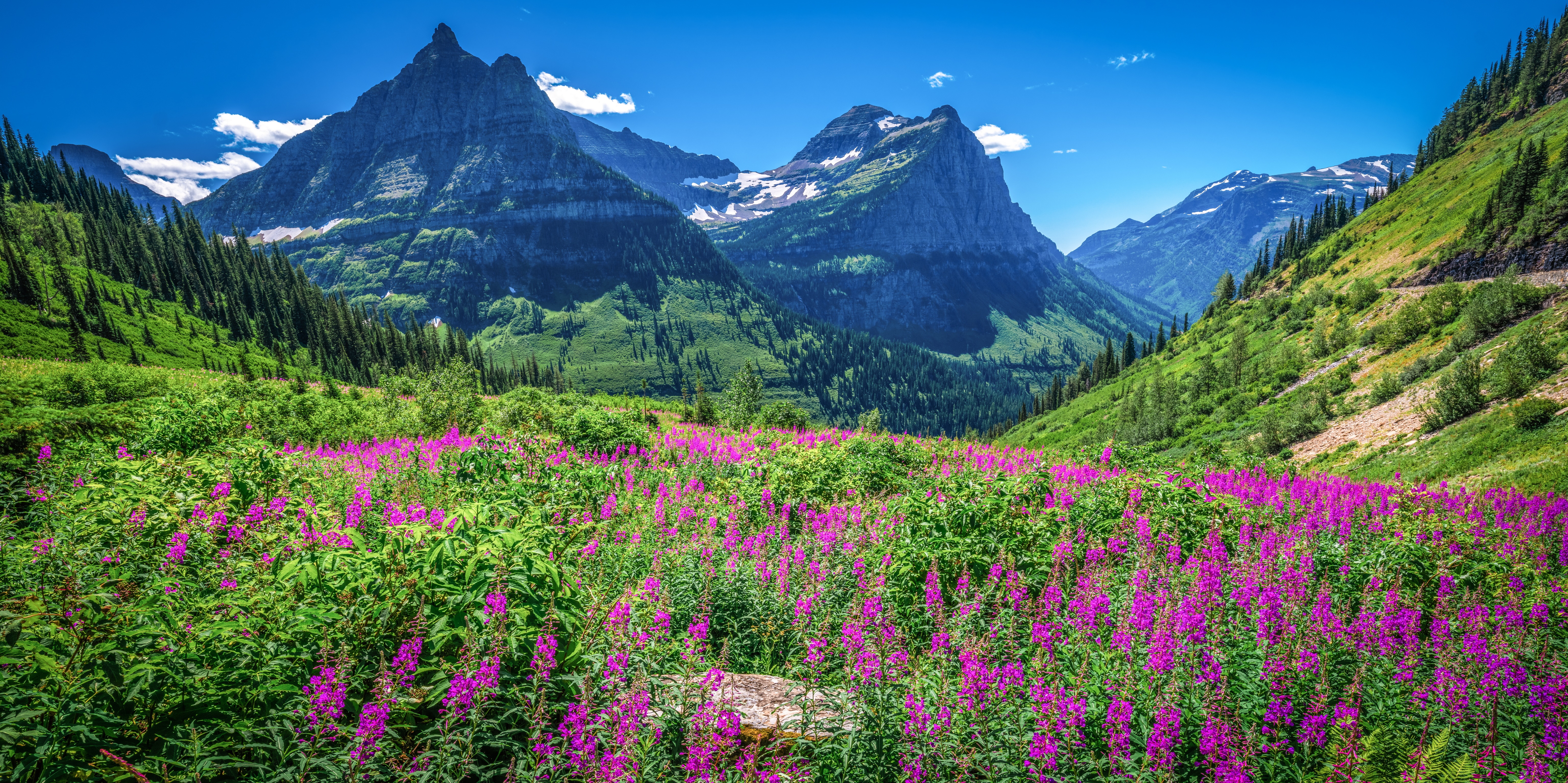 Glacier National Park Mountains with Wildflowers HD Wallpaper