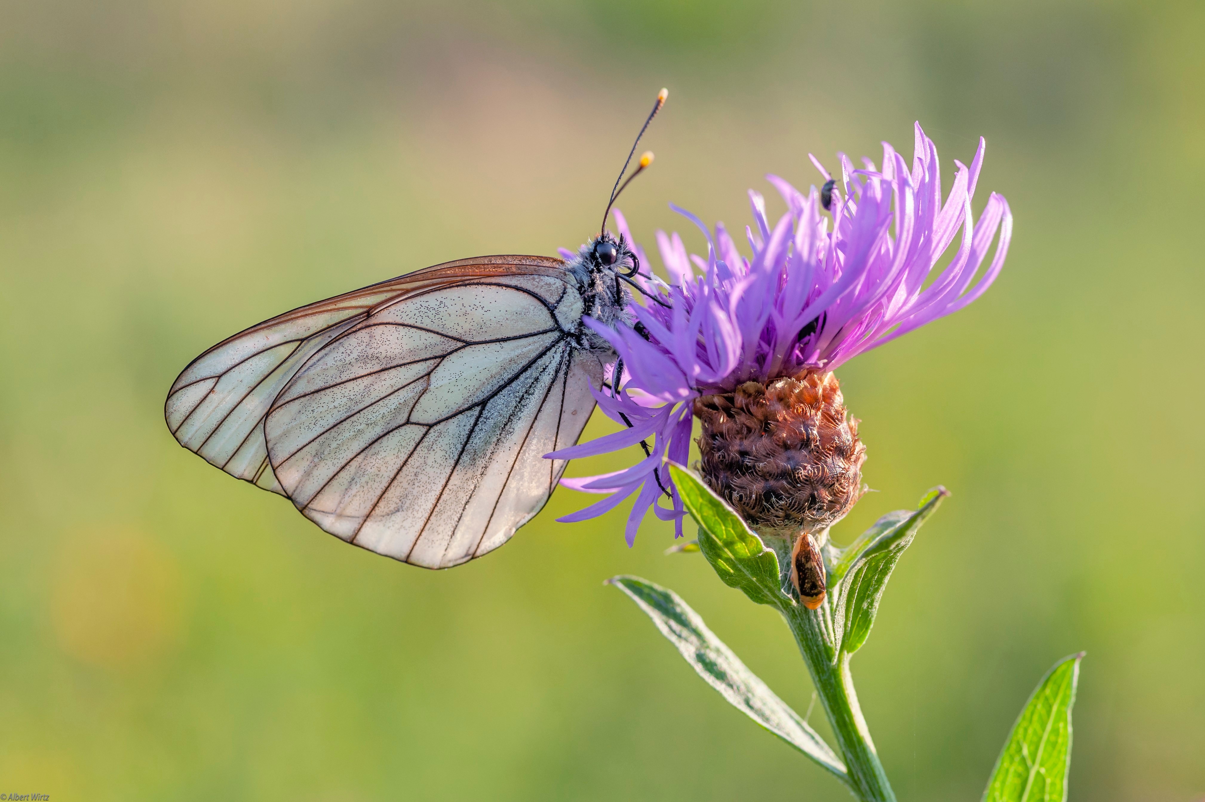 Black-veined white butterfly on a purple flower HD Wallpaper