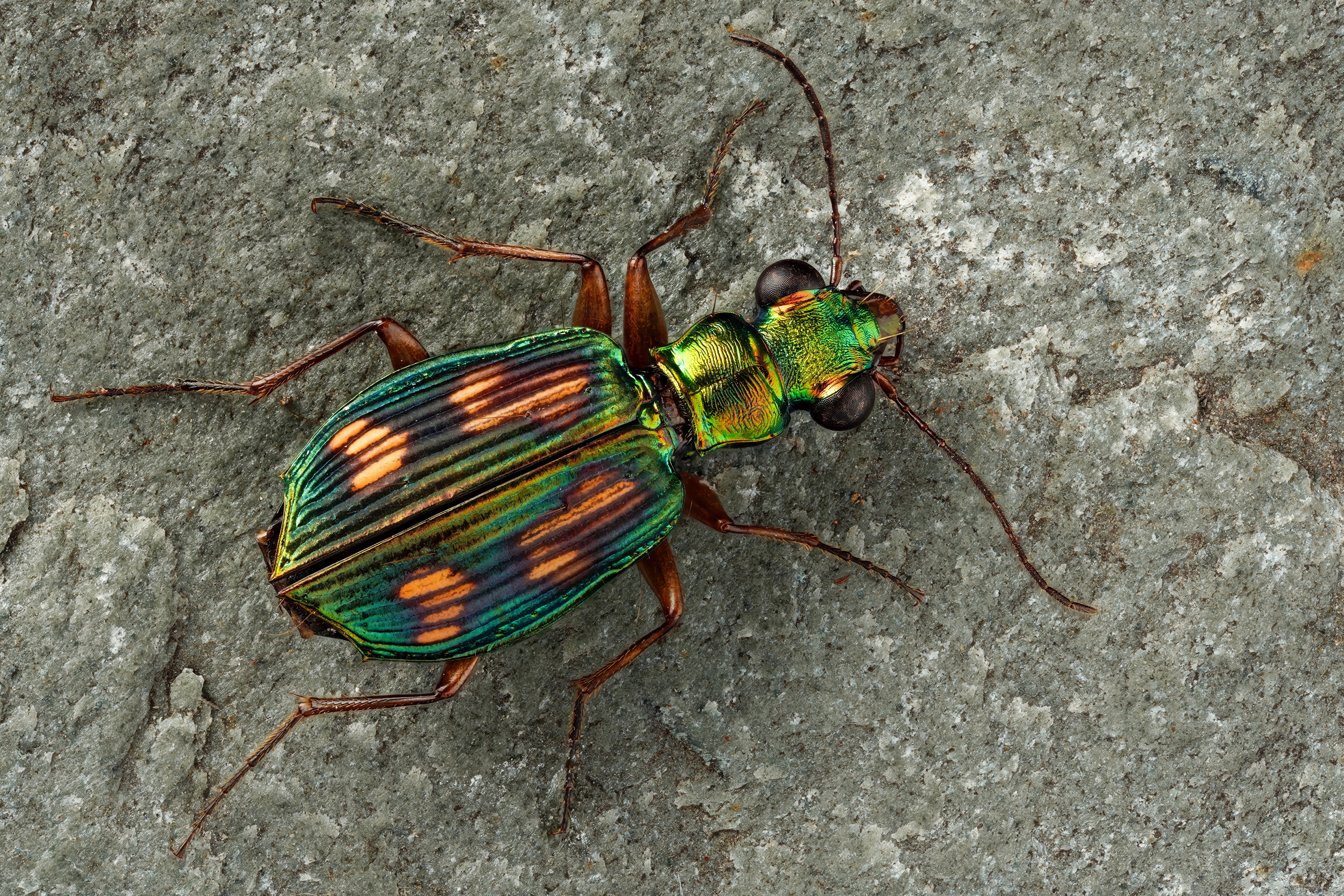 Tiger beetle with orange spots on gray stone HD Wallpaper