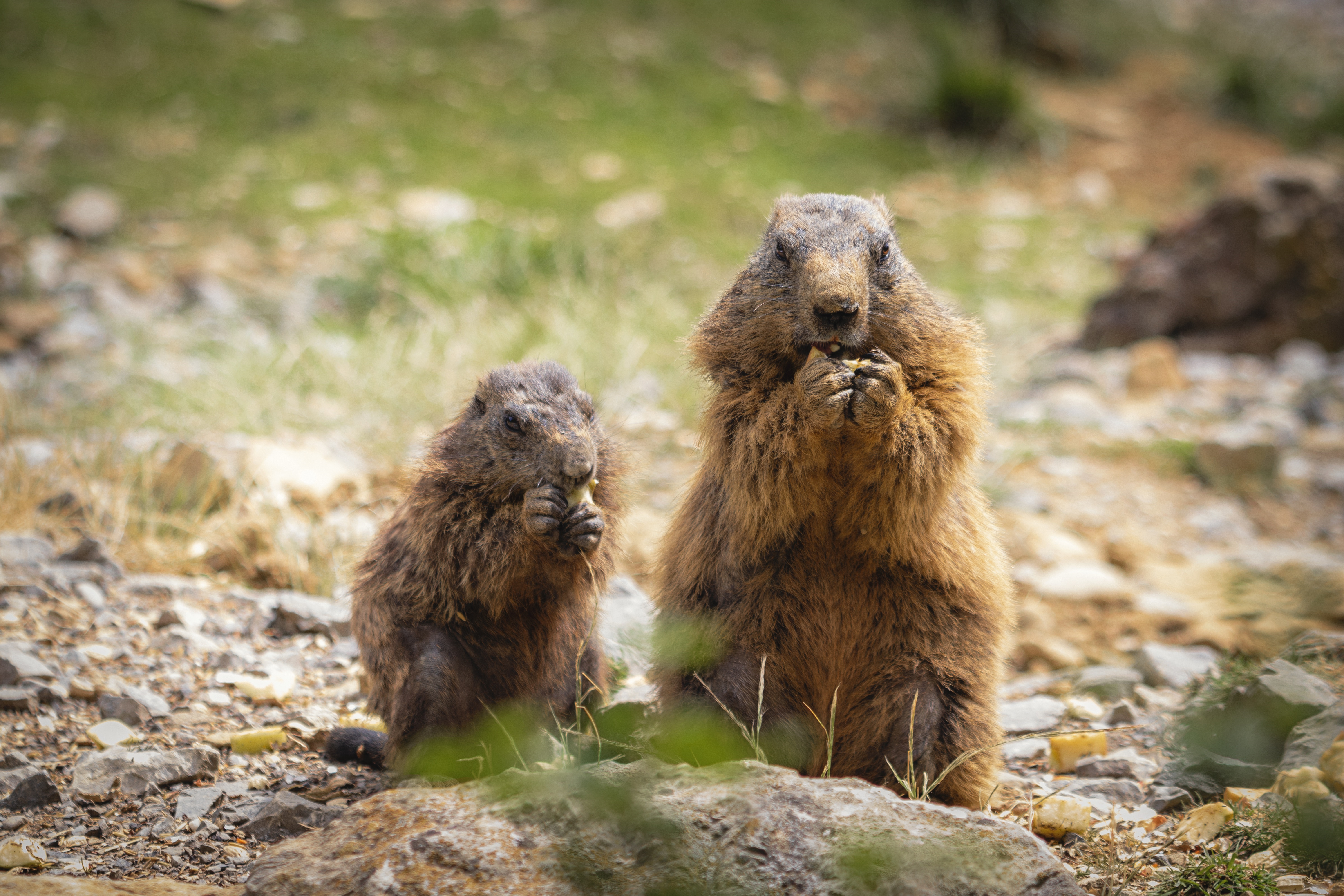 Two Marmots Eating in a Rocky, Grassy Area HD Wallpaper