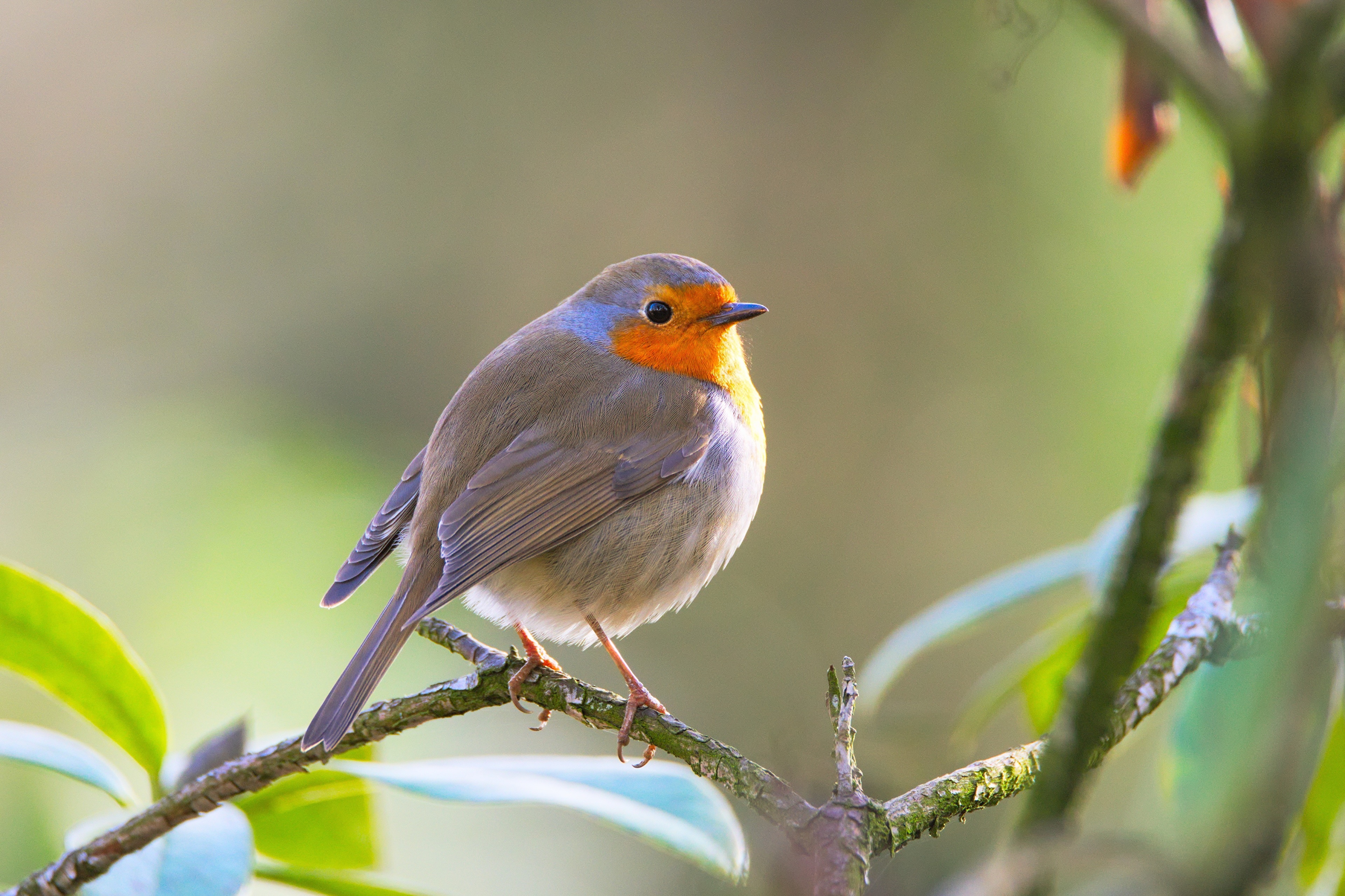 European Robin on a Branch HD Wallpaper