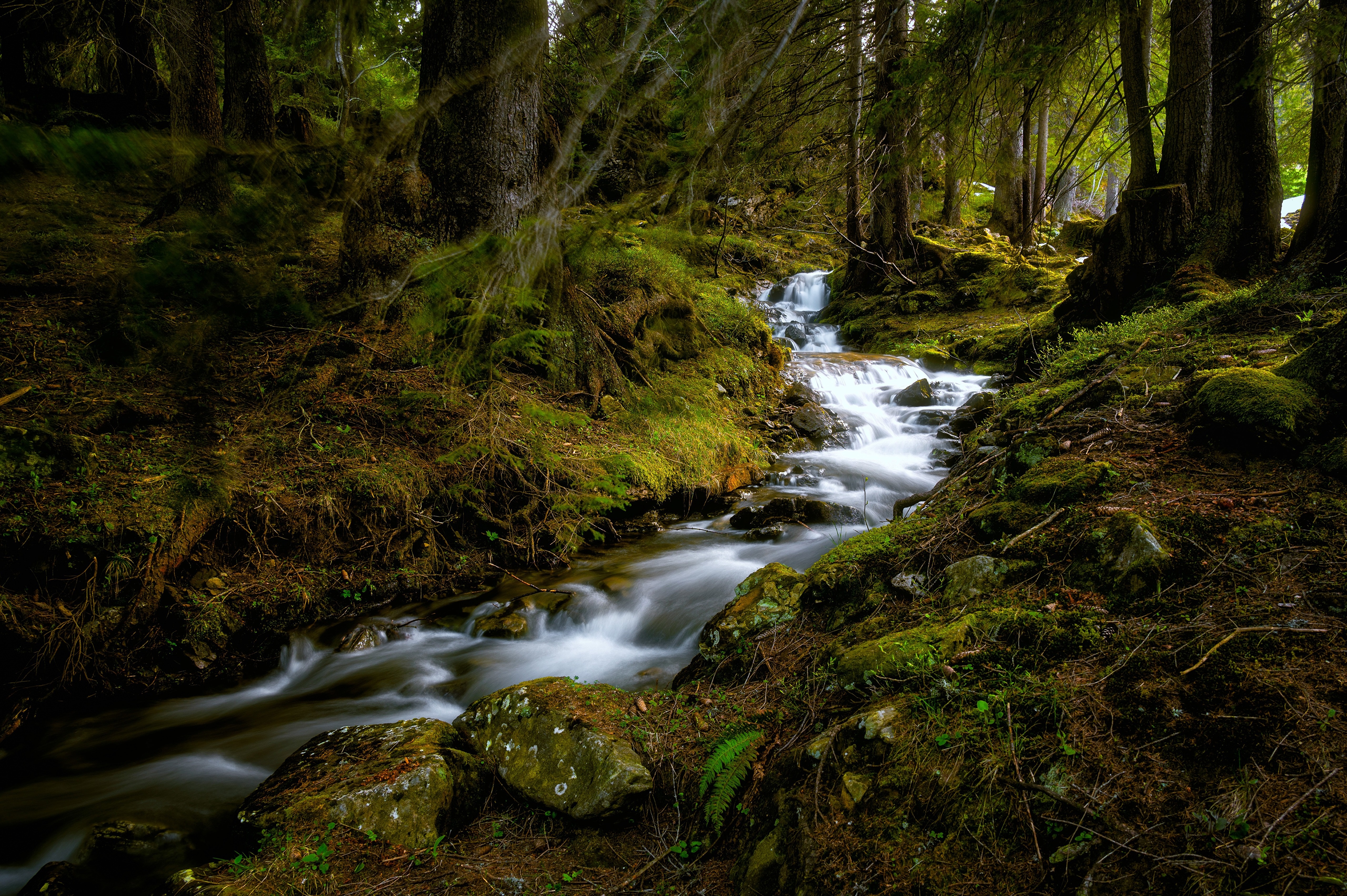 Forest stream with mossy rocks and trees HD Wallpaper