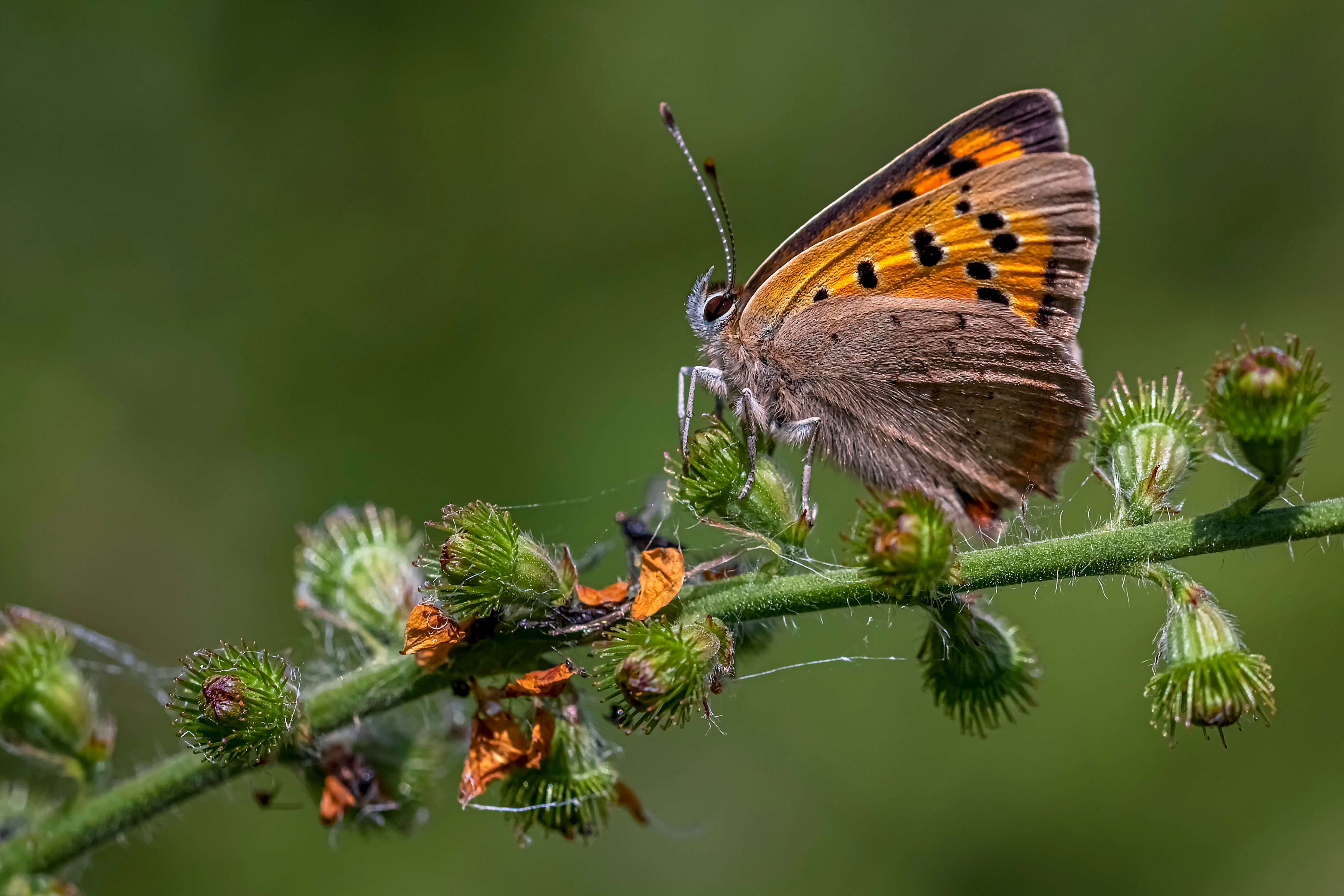 Large Copper Butterfly on a Plant HD Wallpaper