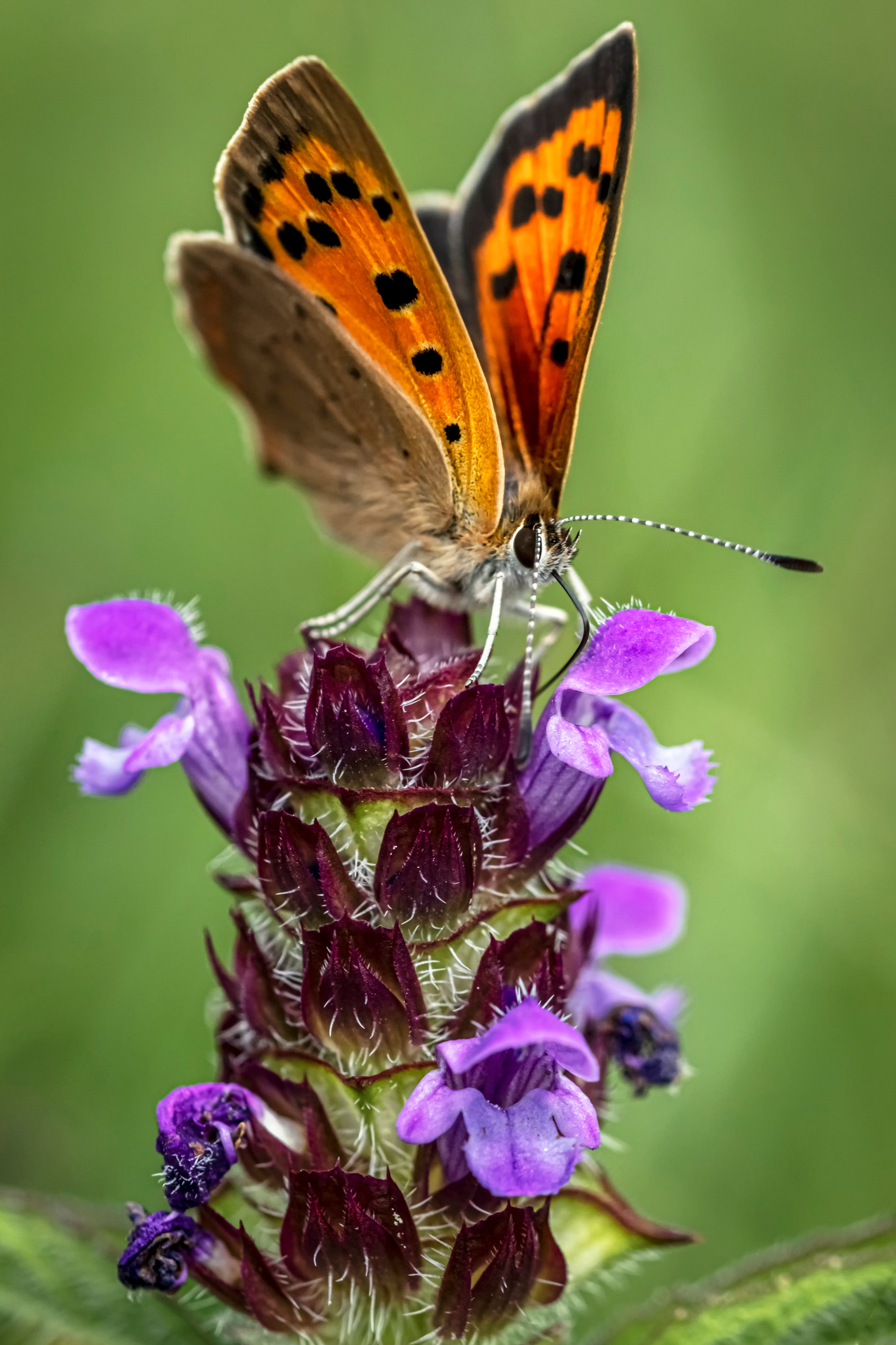 Small Copper butterfly on purple flower HD Phone Wallpaper