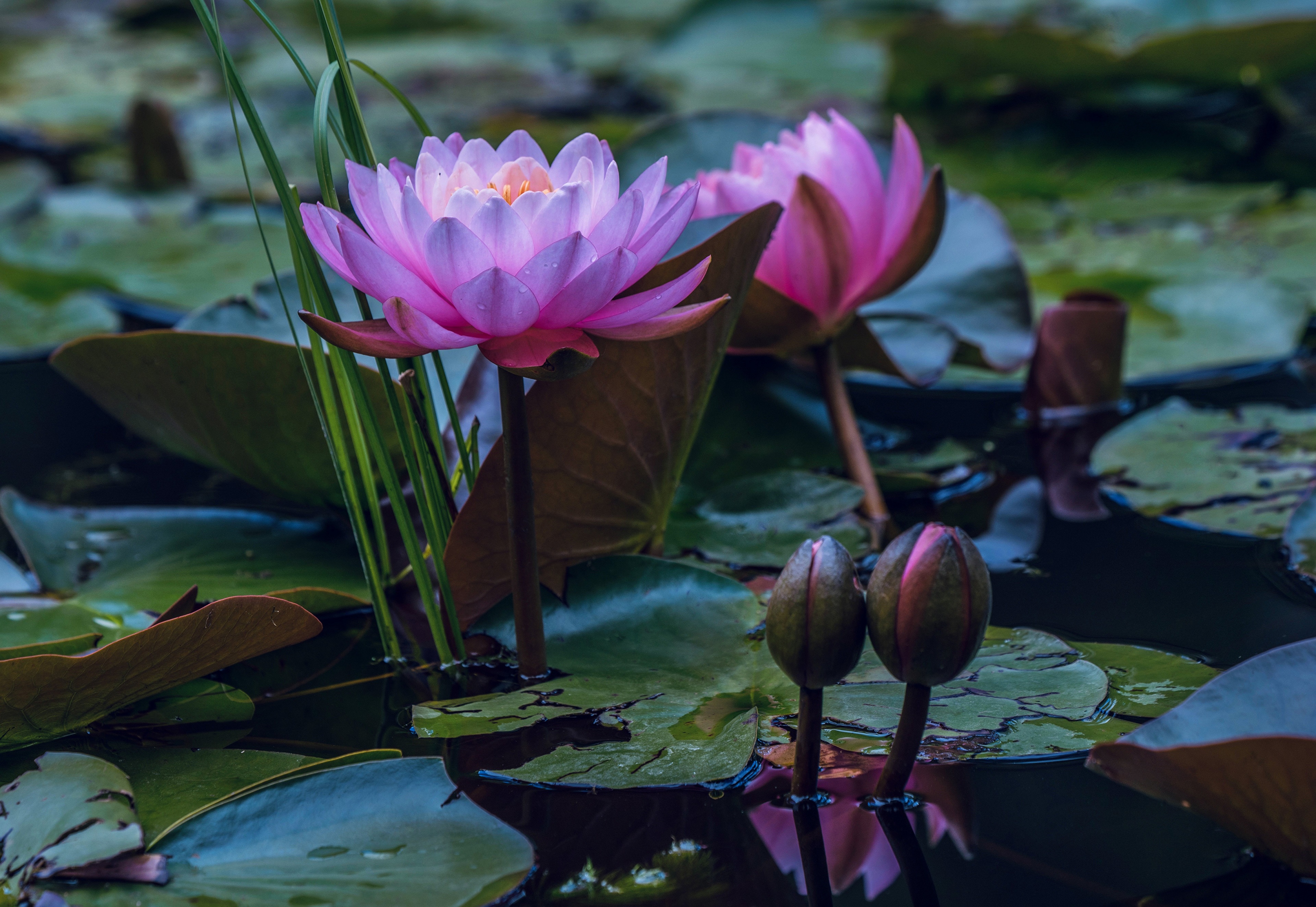 4K Water lilies in a pond HD Wallpaper