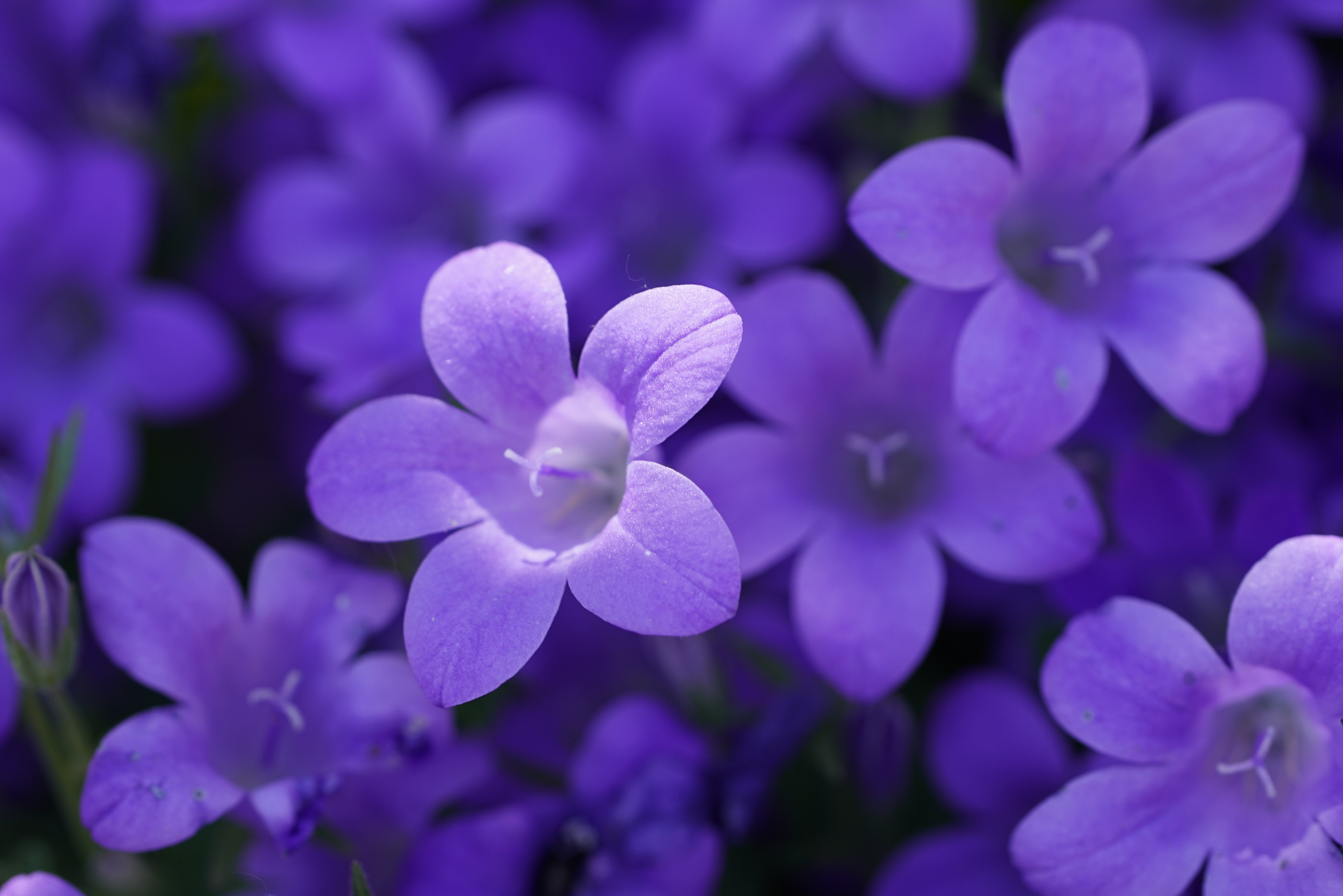 Purple Bell Flowers HD Wallpaper