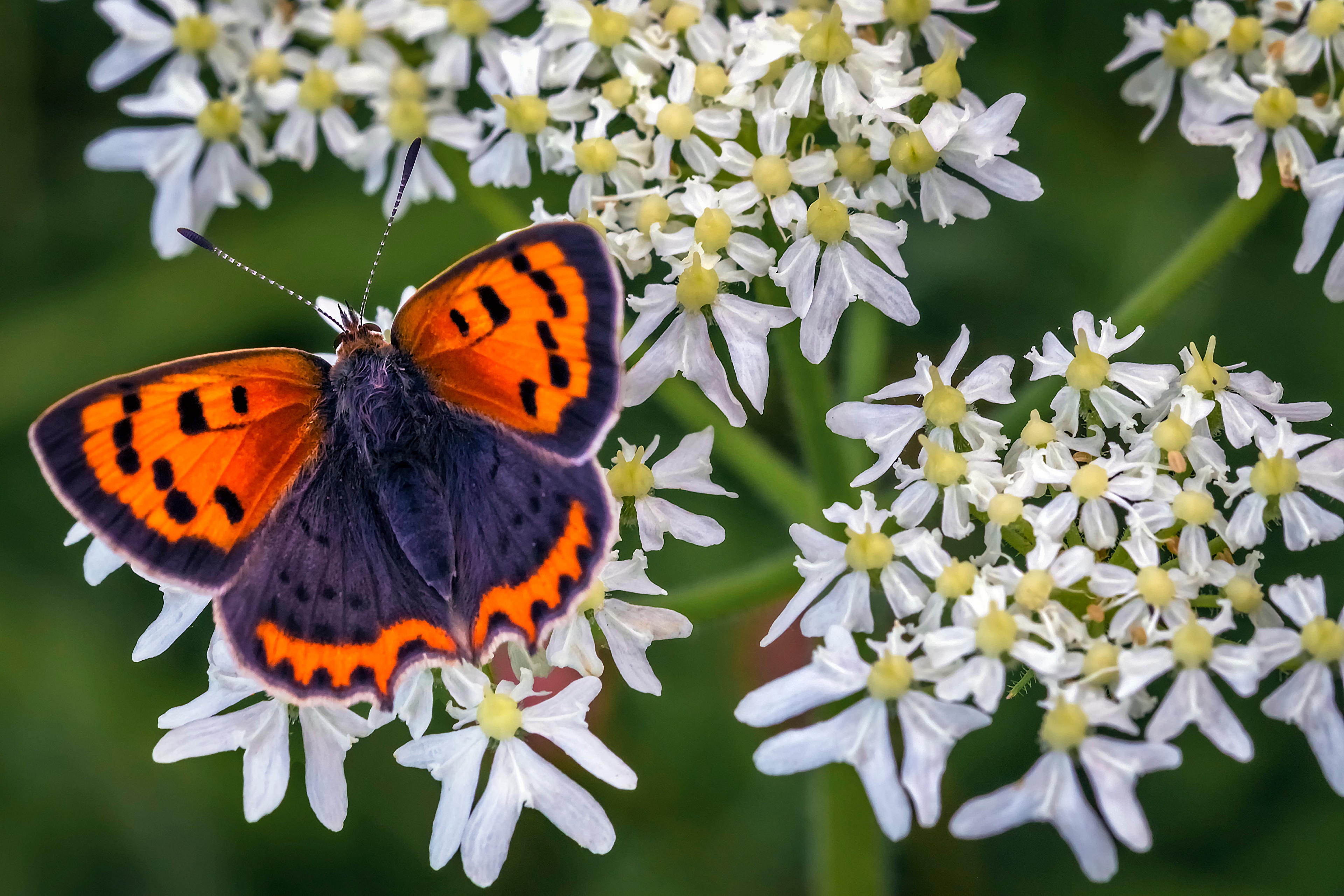 Small Copper Butterfly on White Flowers HD Wallpaper