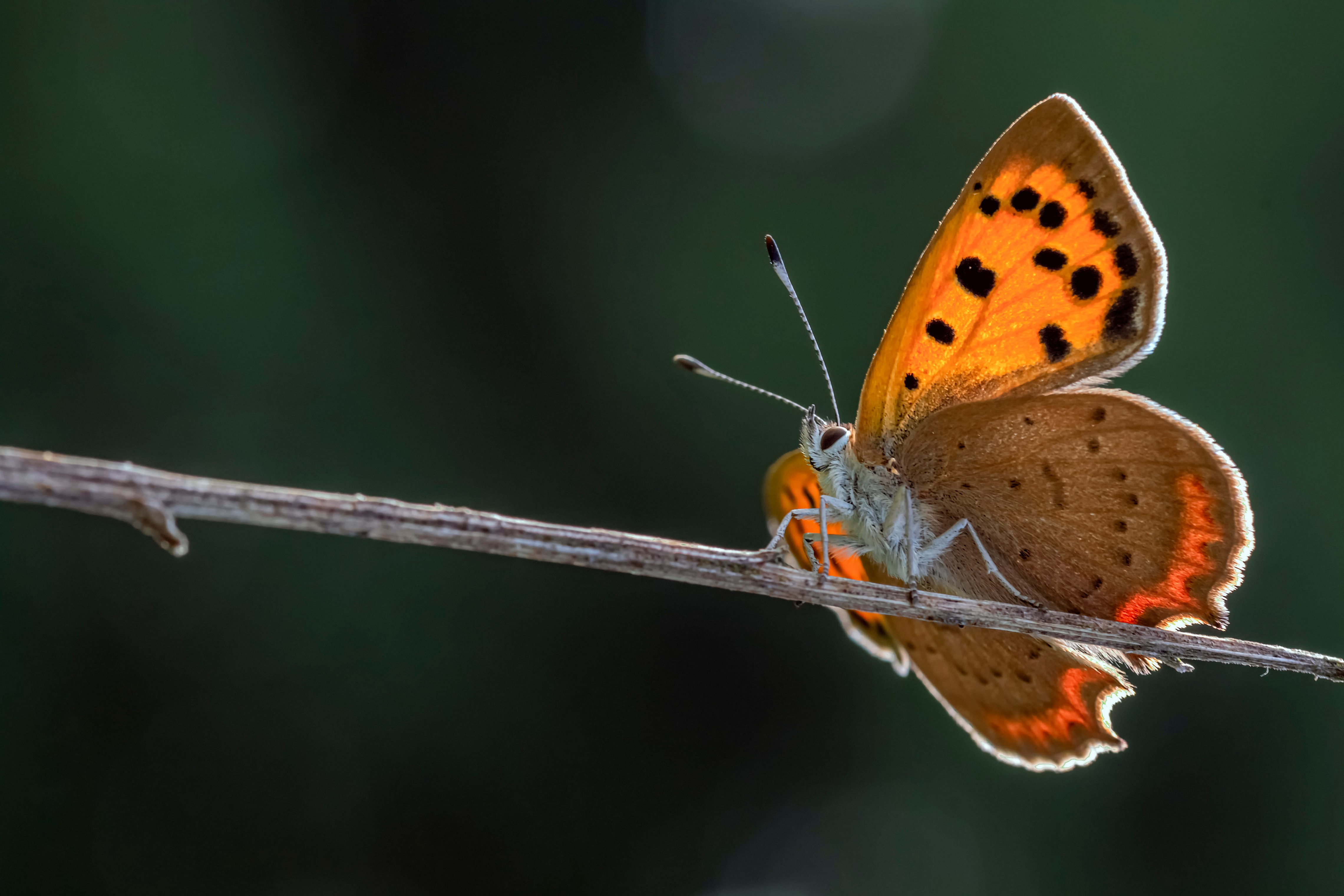 Small copper butterfly on a branch HD Wallpaper