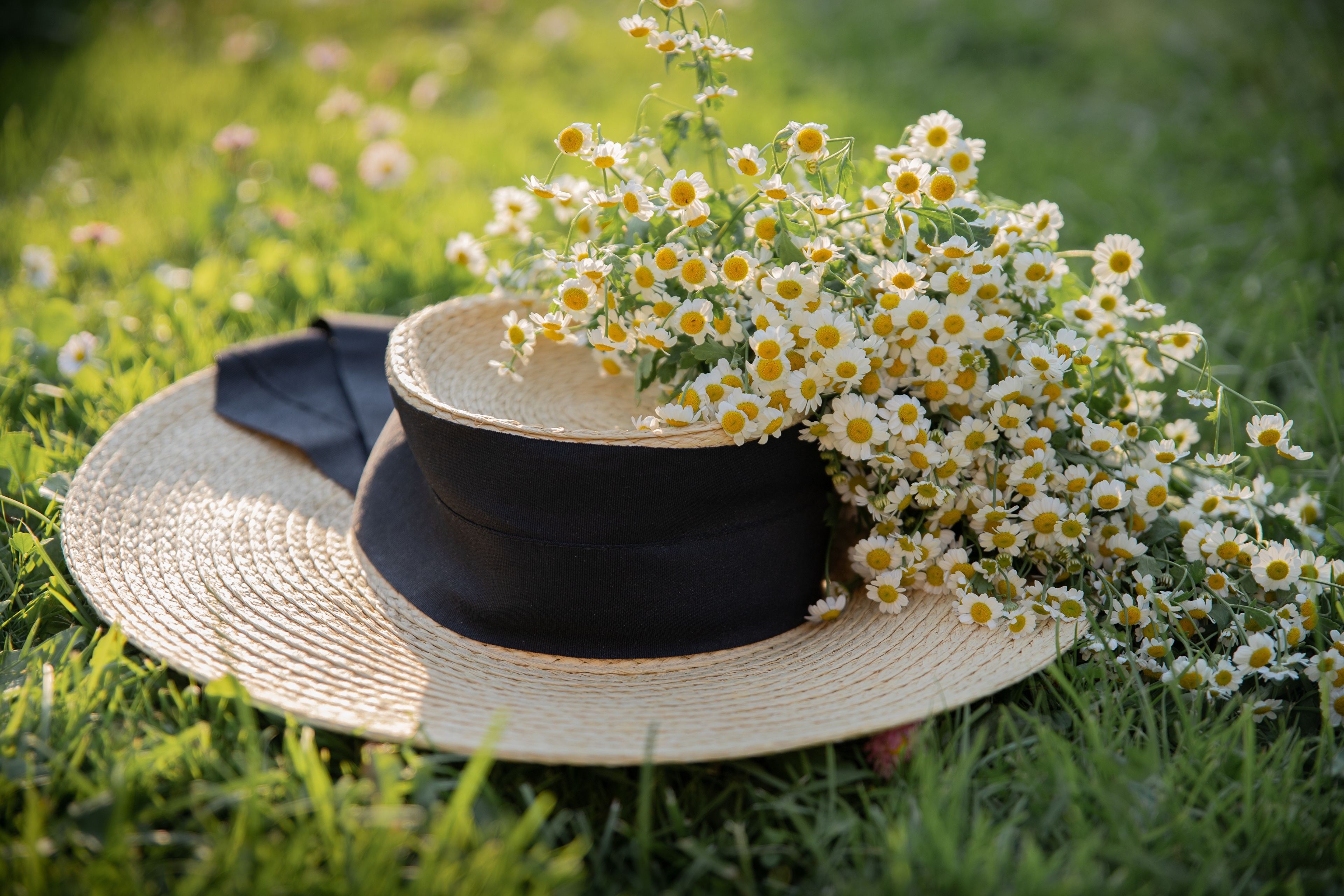 Straw hat with camomiles on grass HD Wallpaper