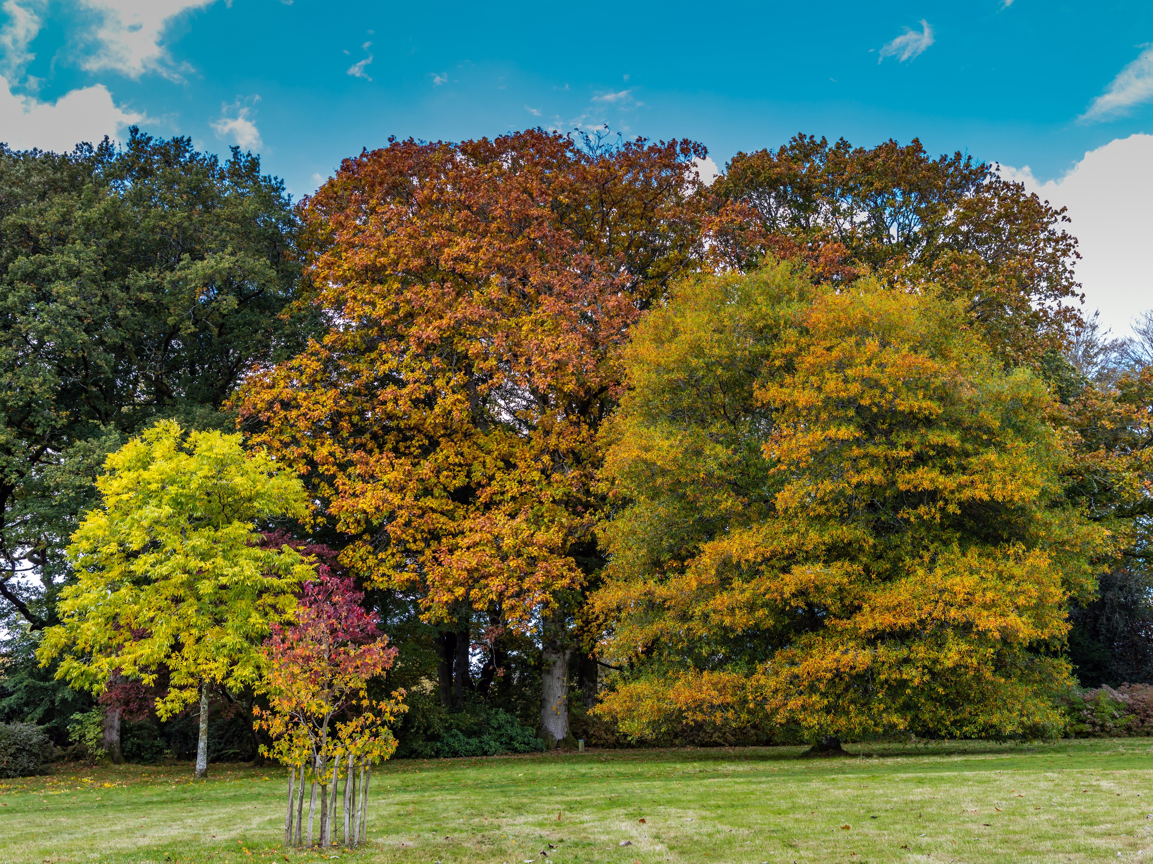 Autumn Trees in Stourton, Wiltshire, United Kingdom HD Wallpaper