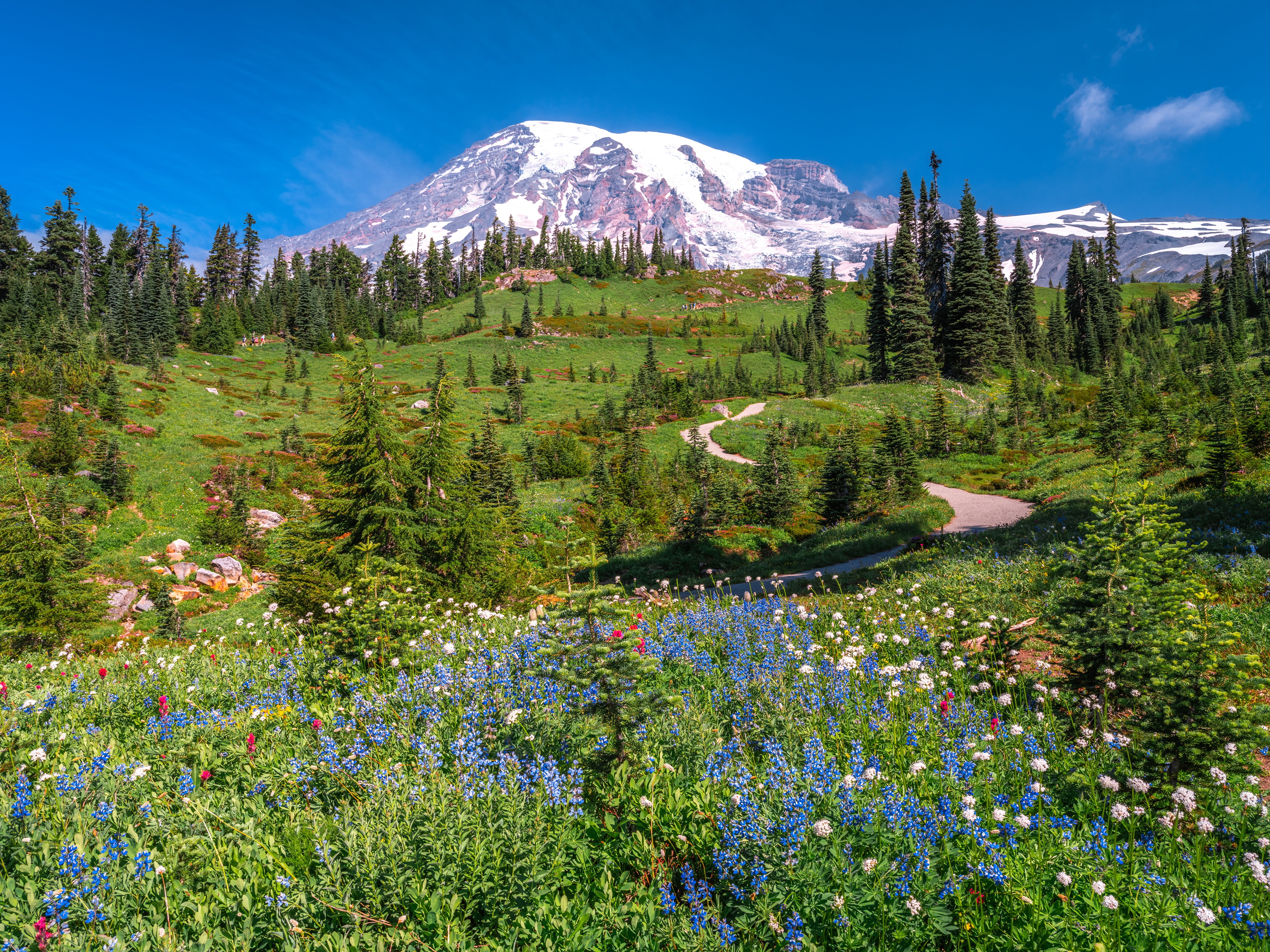 Mount Rainier National Park Wildflowers and Mountain HD Wallpaper