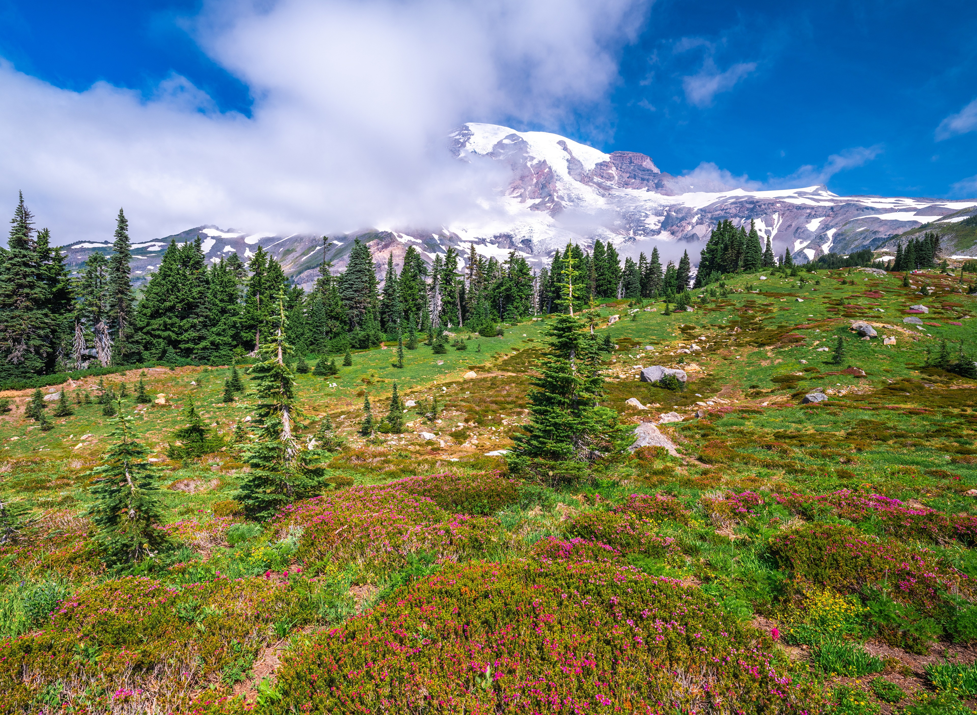 Mount Rainier National Park with Wildflowers and Trees HD Wallpaper