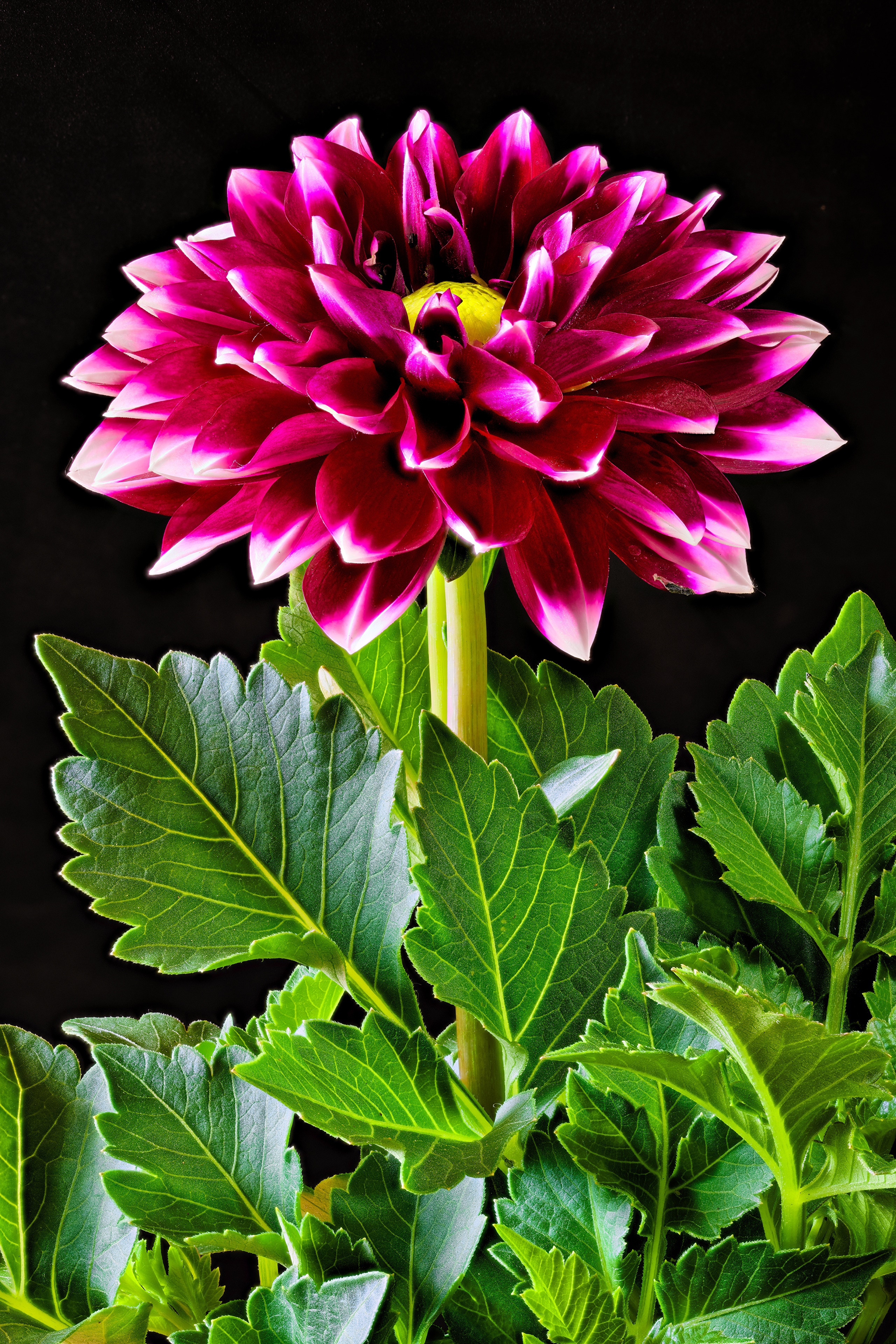 Dahlia flower with wine-colored petals and green leaves HD Phone Wallpaper