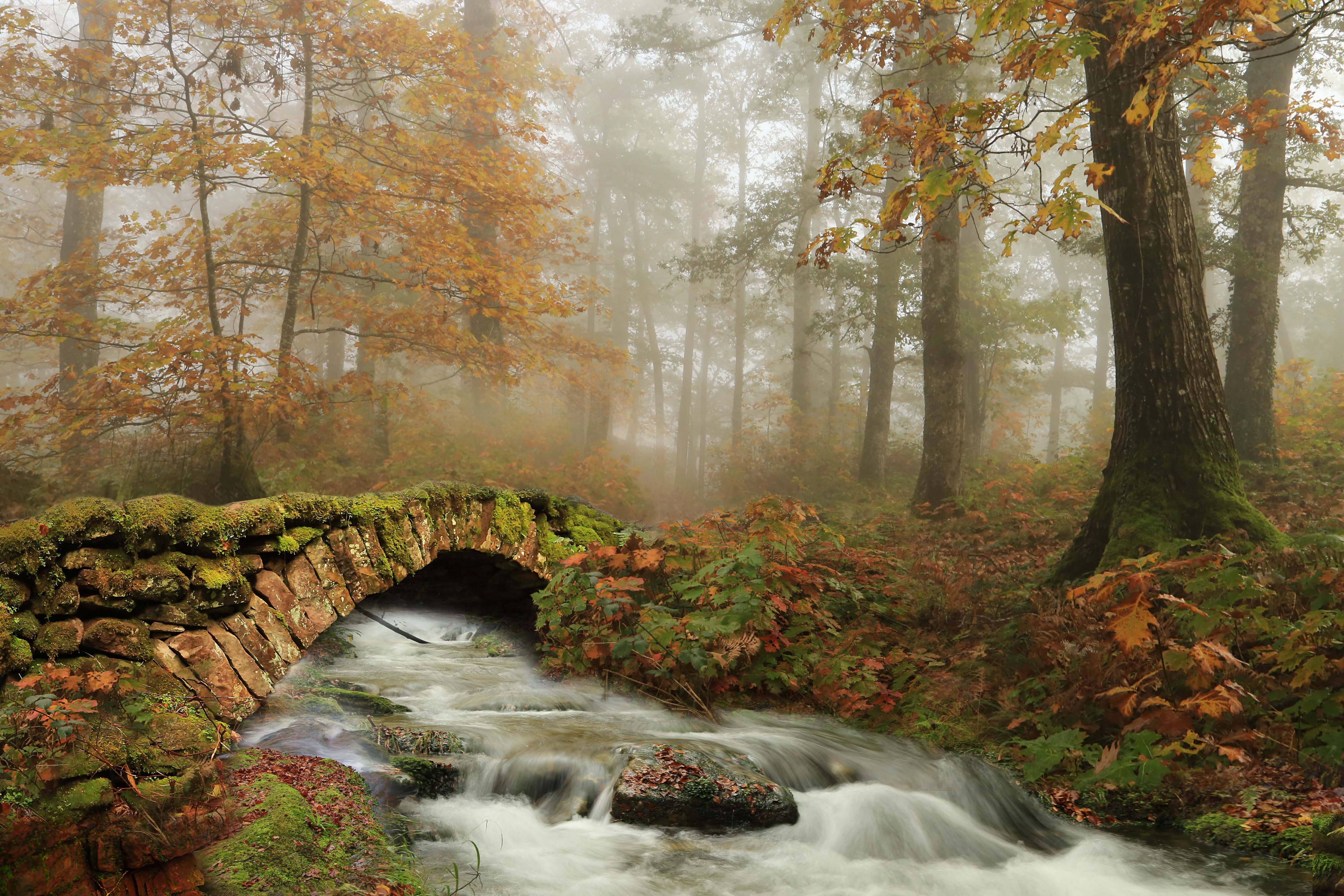 Autumn Forest with Stone Bridge and River in Fog HD Wallpaper