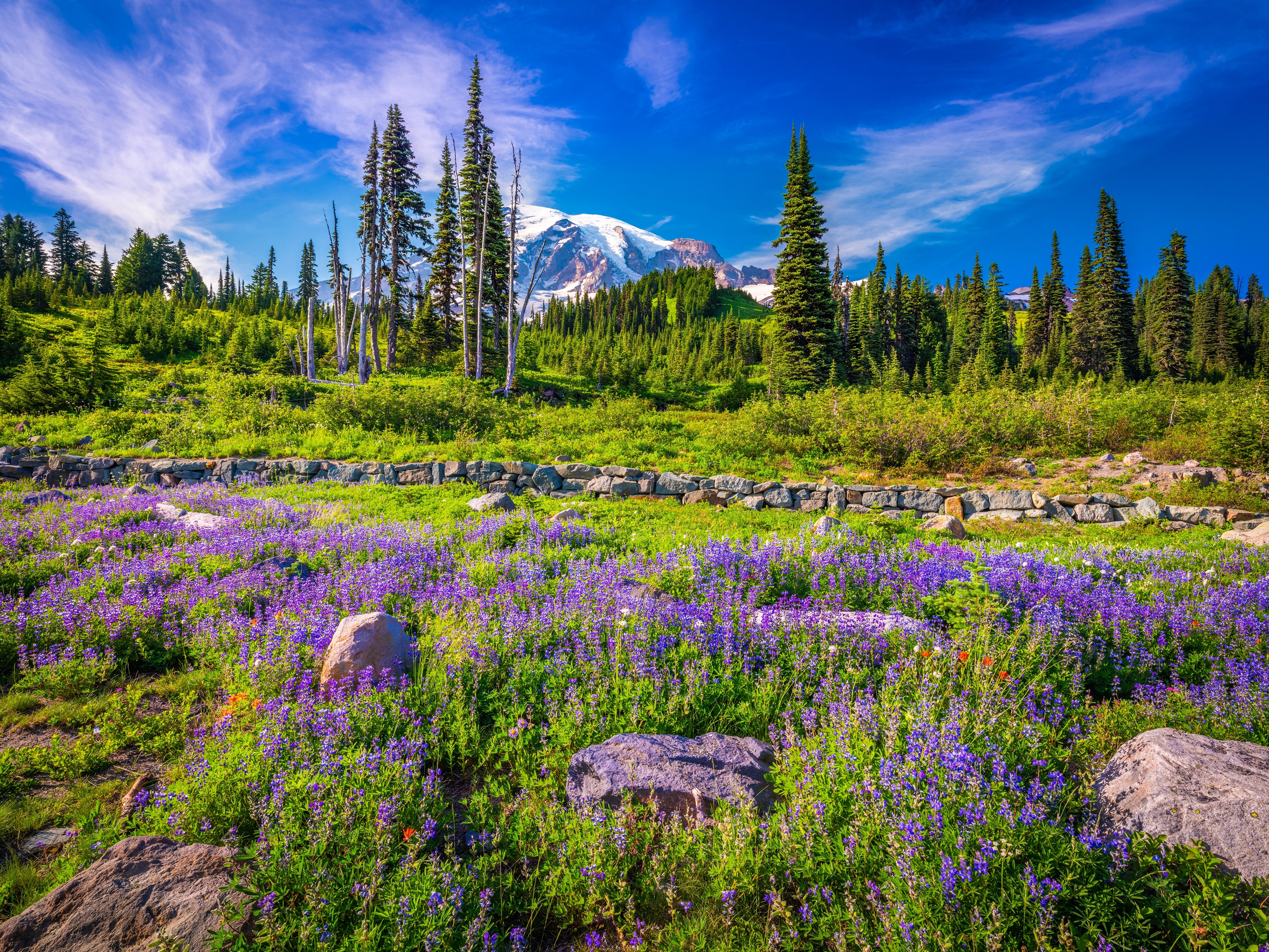Mount Rainier National Park with Lupine Flowers HD Wallpaper