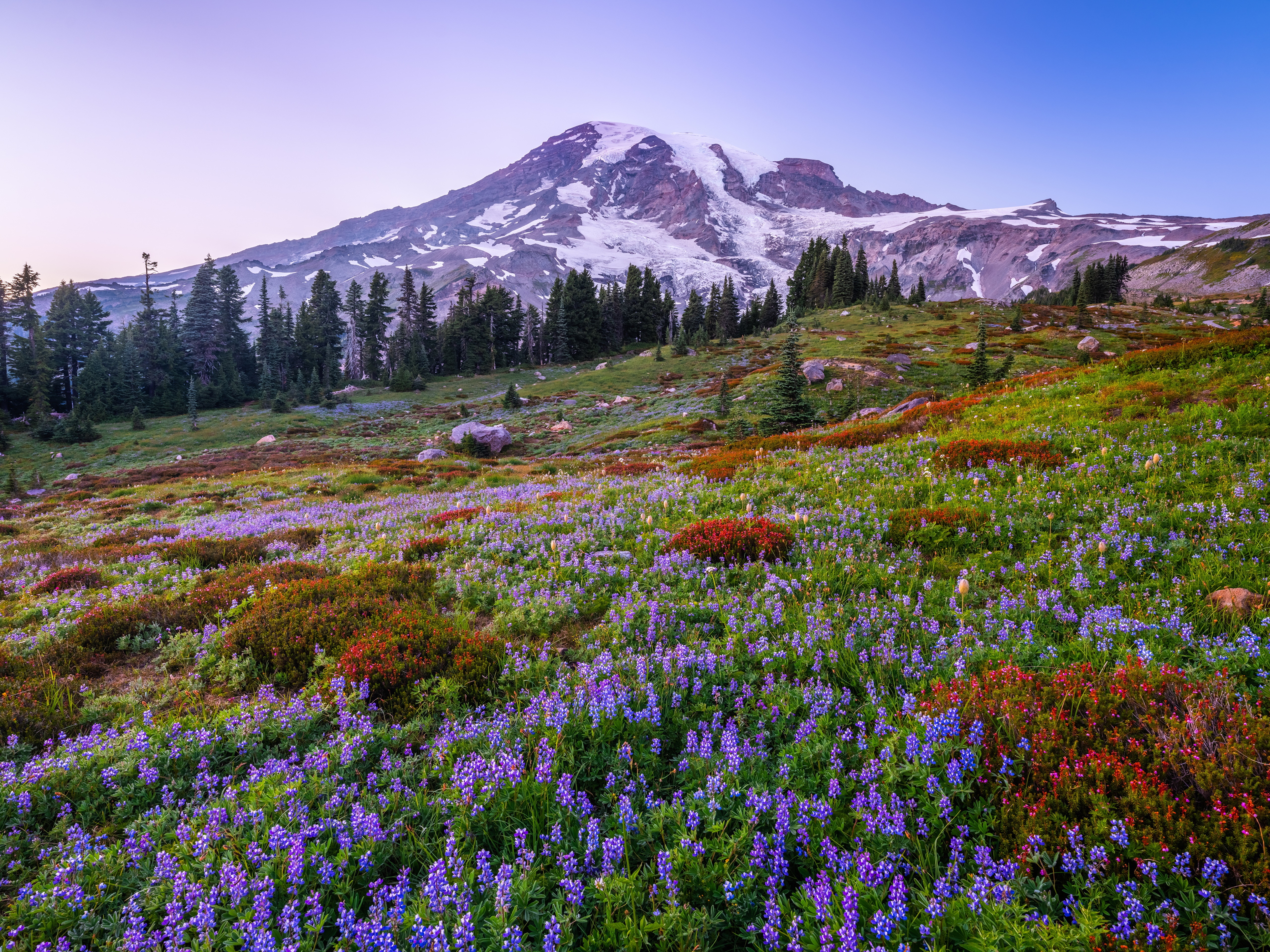 Mount Rainier National Park with Lupines and Trees HD Wallpaper