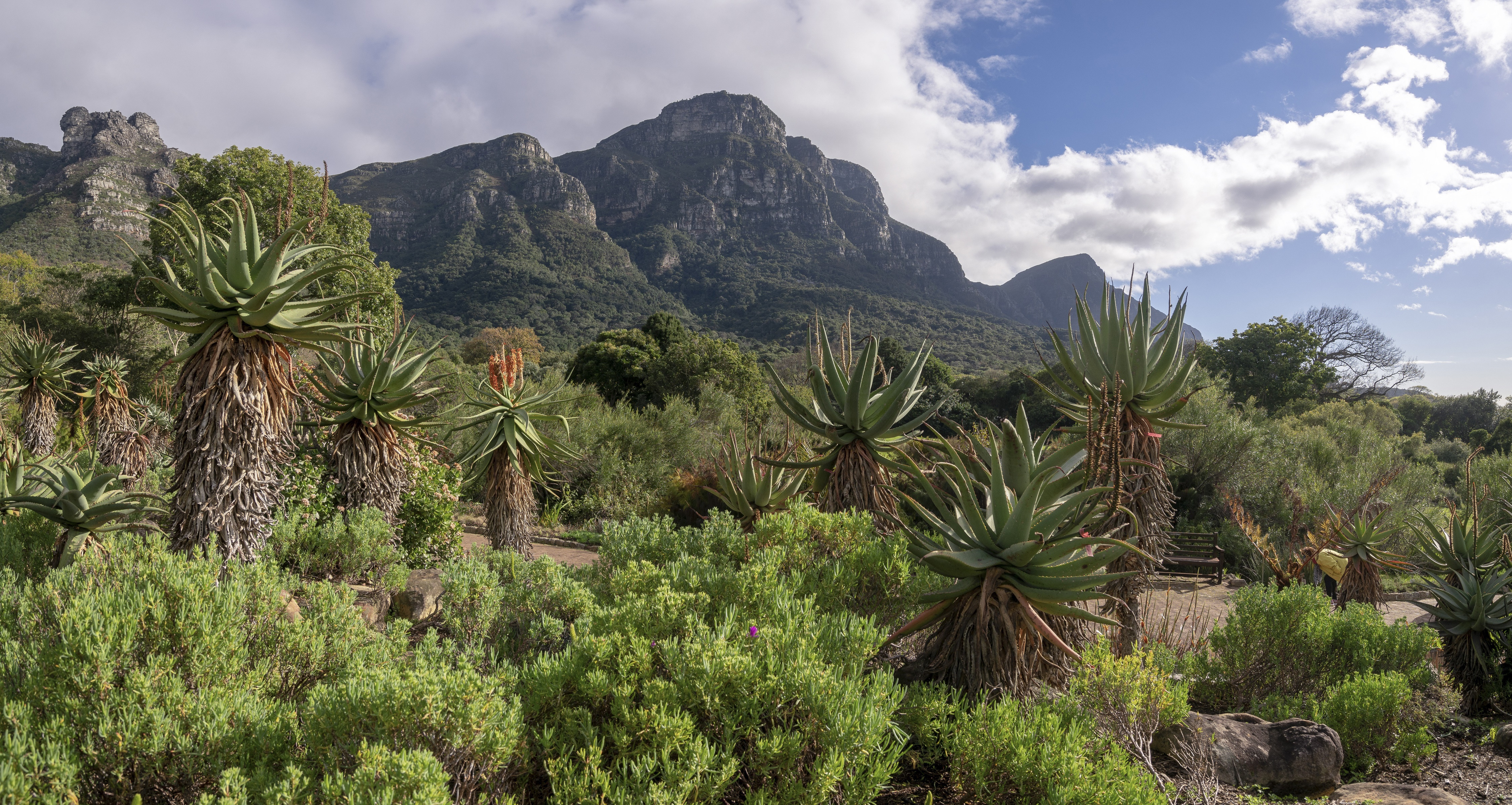 Aloe plants and mountains HD Wallpaper
