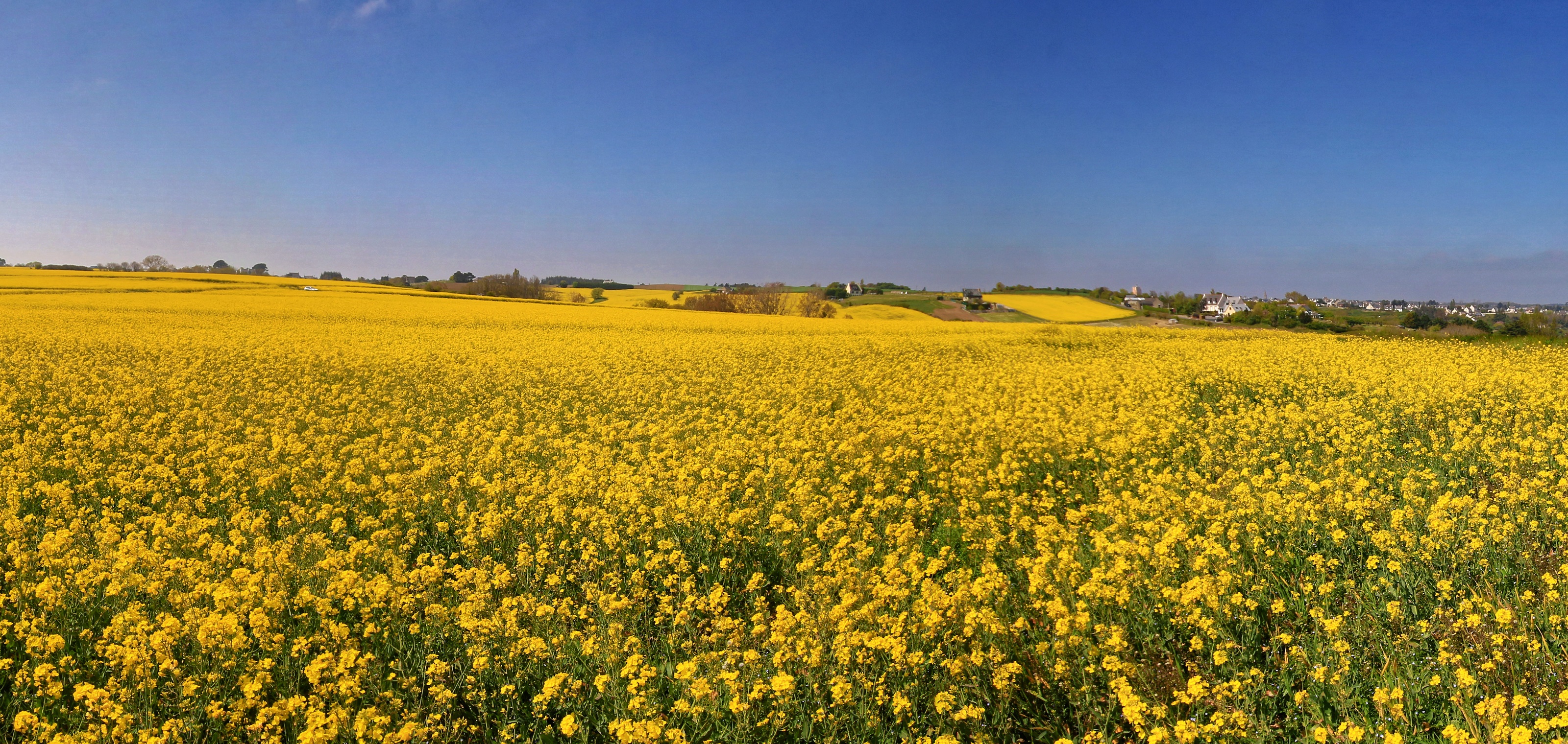 Field of yellow rapeseed flowers under a blue sky HD Wallpaper