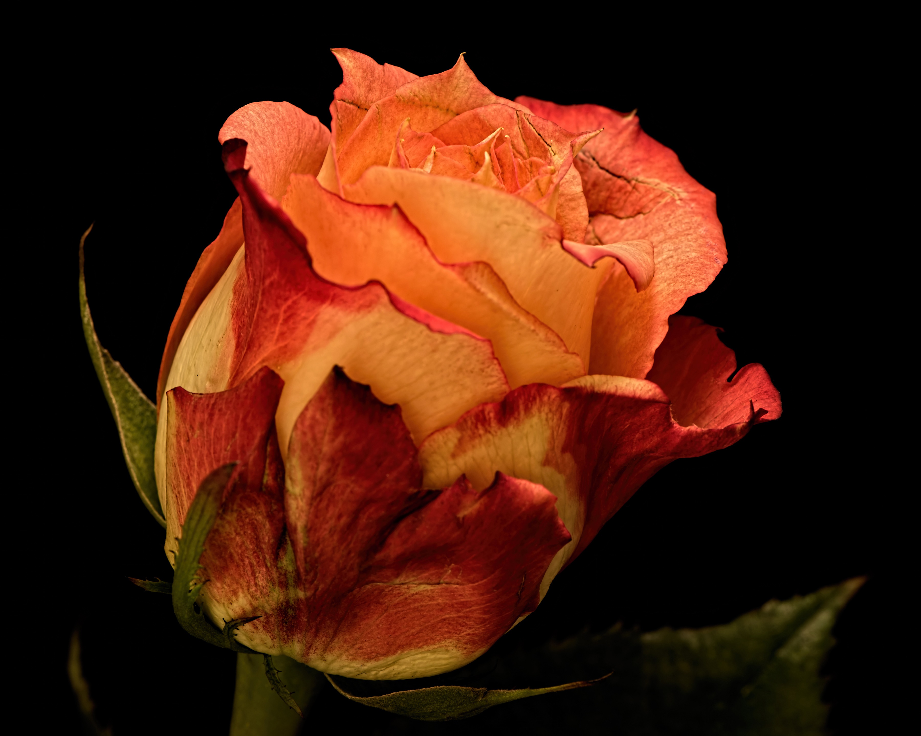 Close-up of a bi-colored rose with orange and red petals HD Wallpaper