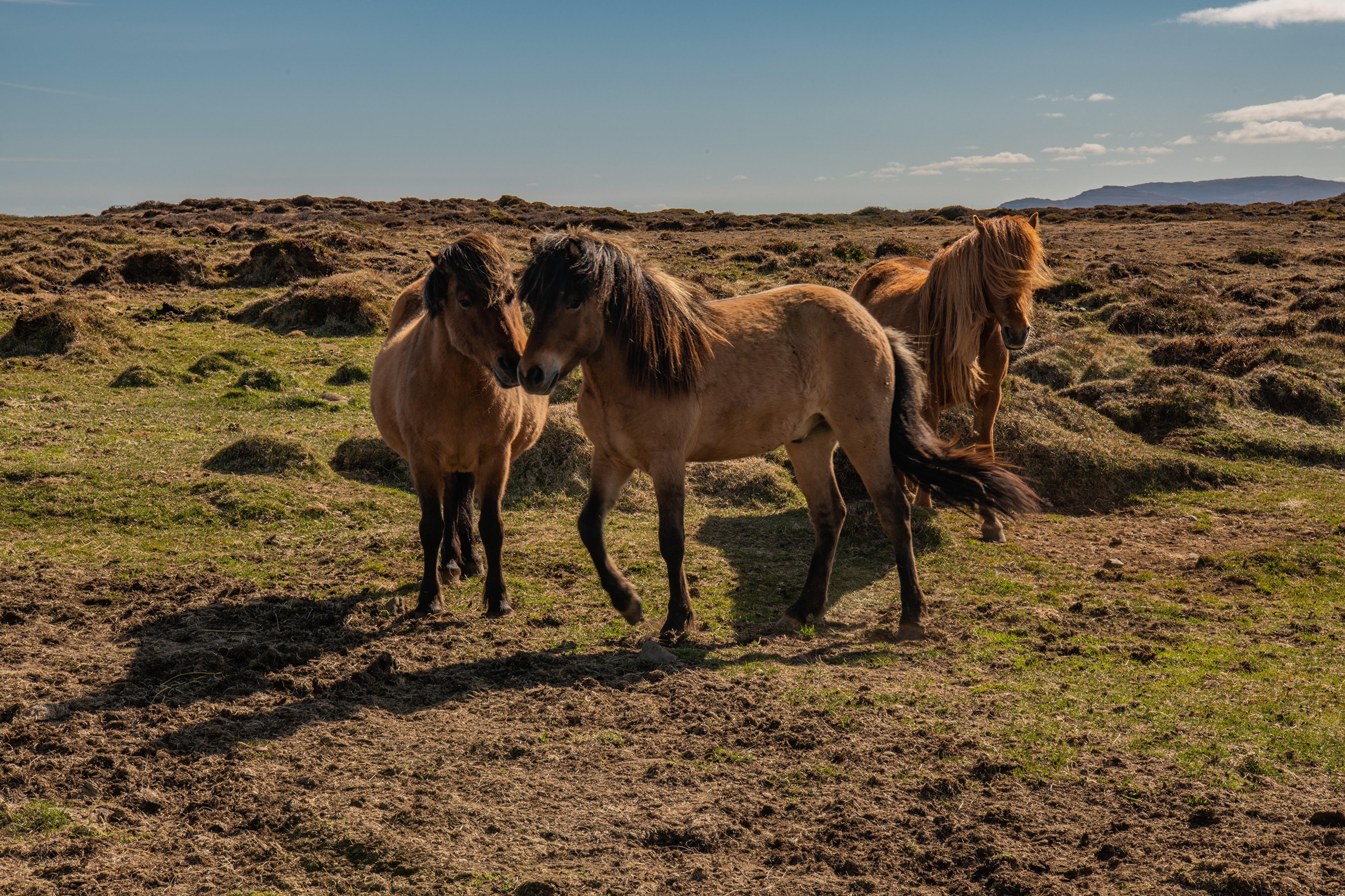 Three horses in Iceland HD Wallpaper