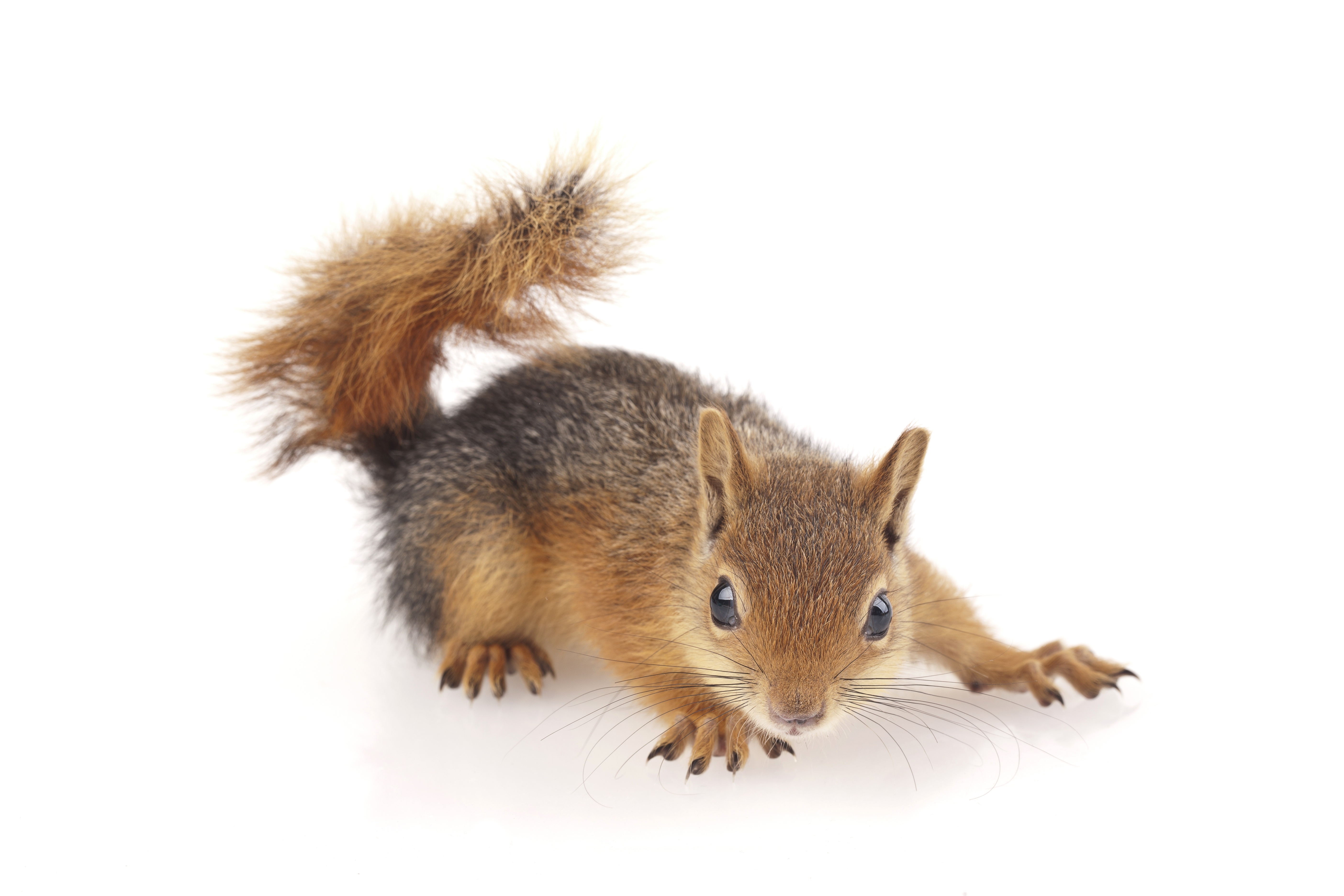 Squirrel on a white background HD Wallpaper
