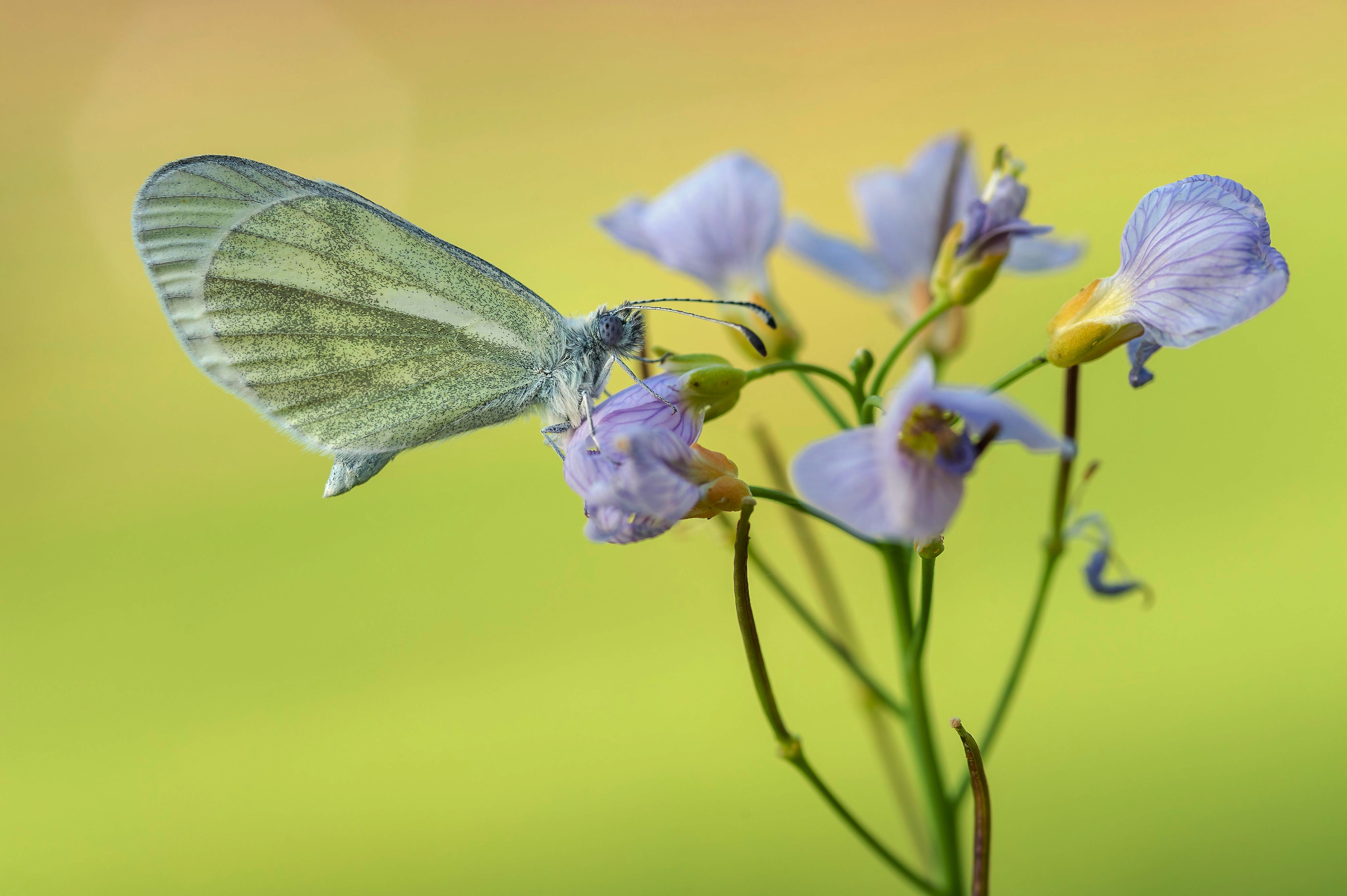 Green-veined white butterfly on purple flowers HD Wallpaper