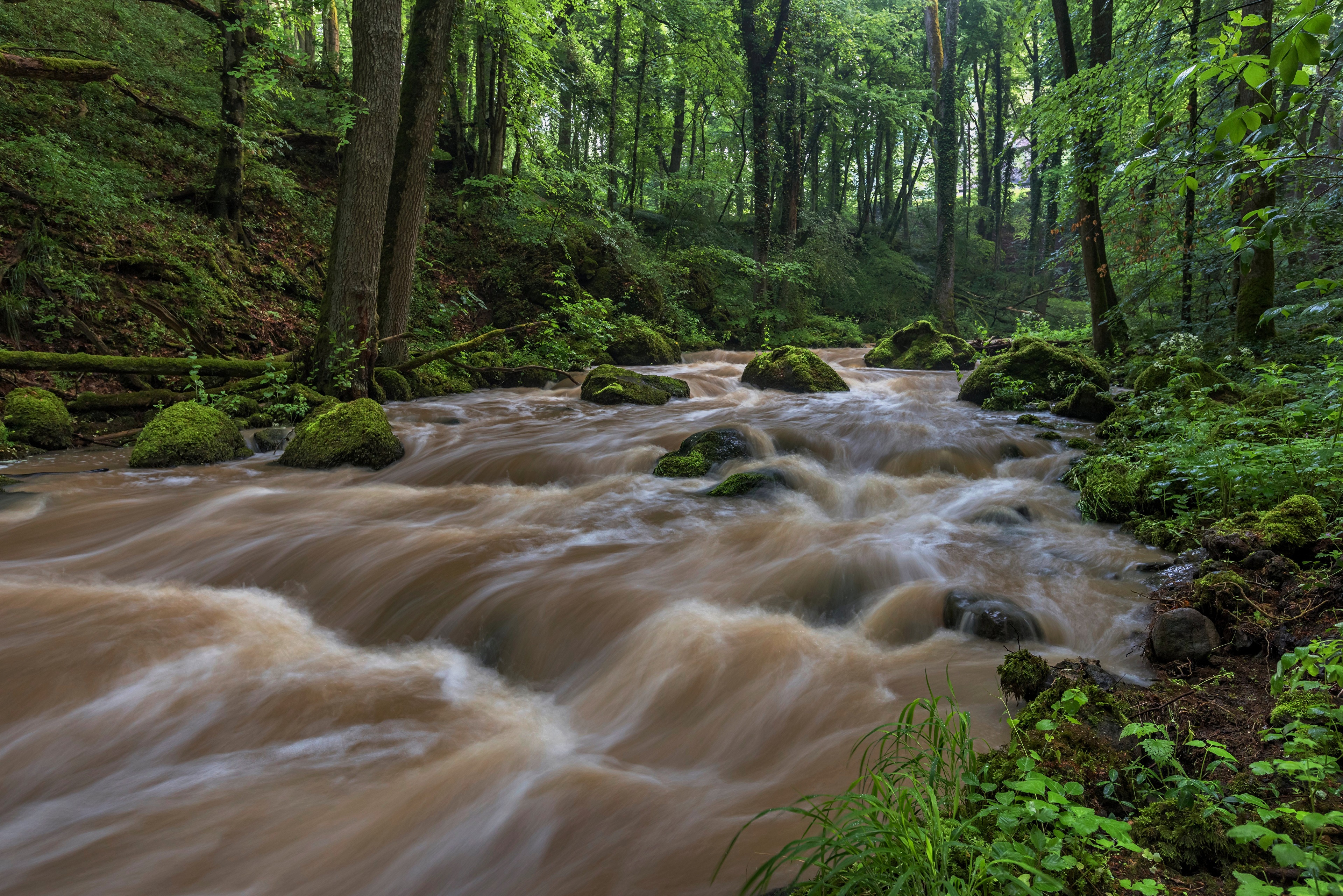 Muddy river flowing through a mossy forest in Germany HD Wallpaper