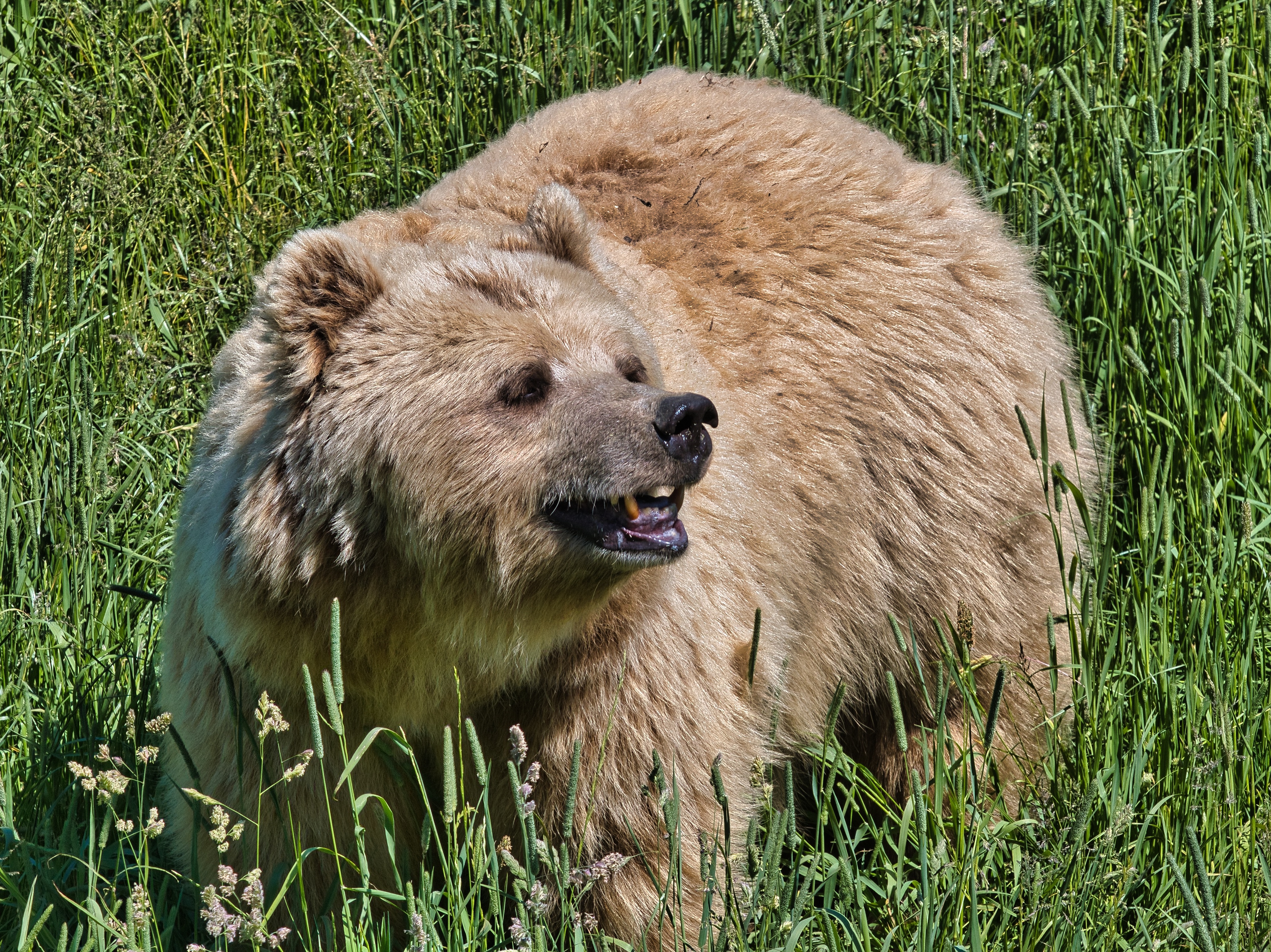 Brown Bear in Tall Grass HD Wallpaper