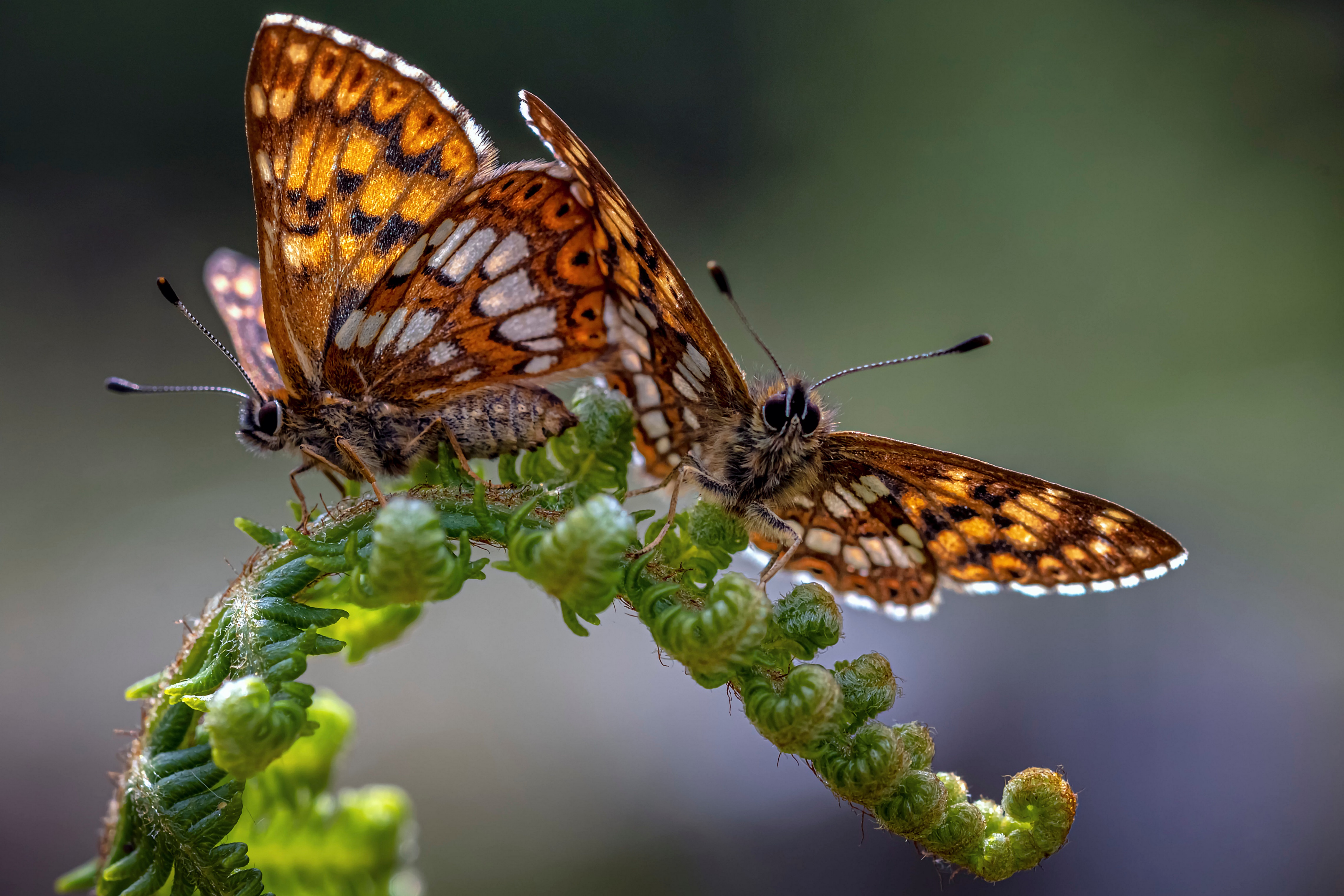 4K Hamearis lucina Butterflies on Fern HD Wallpaper