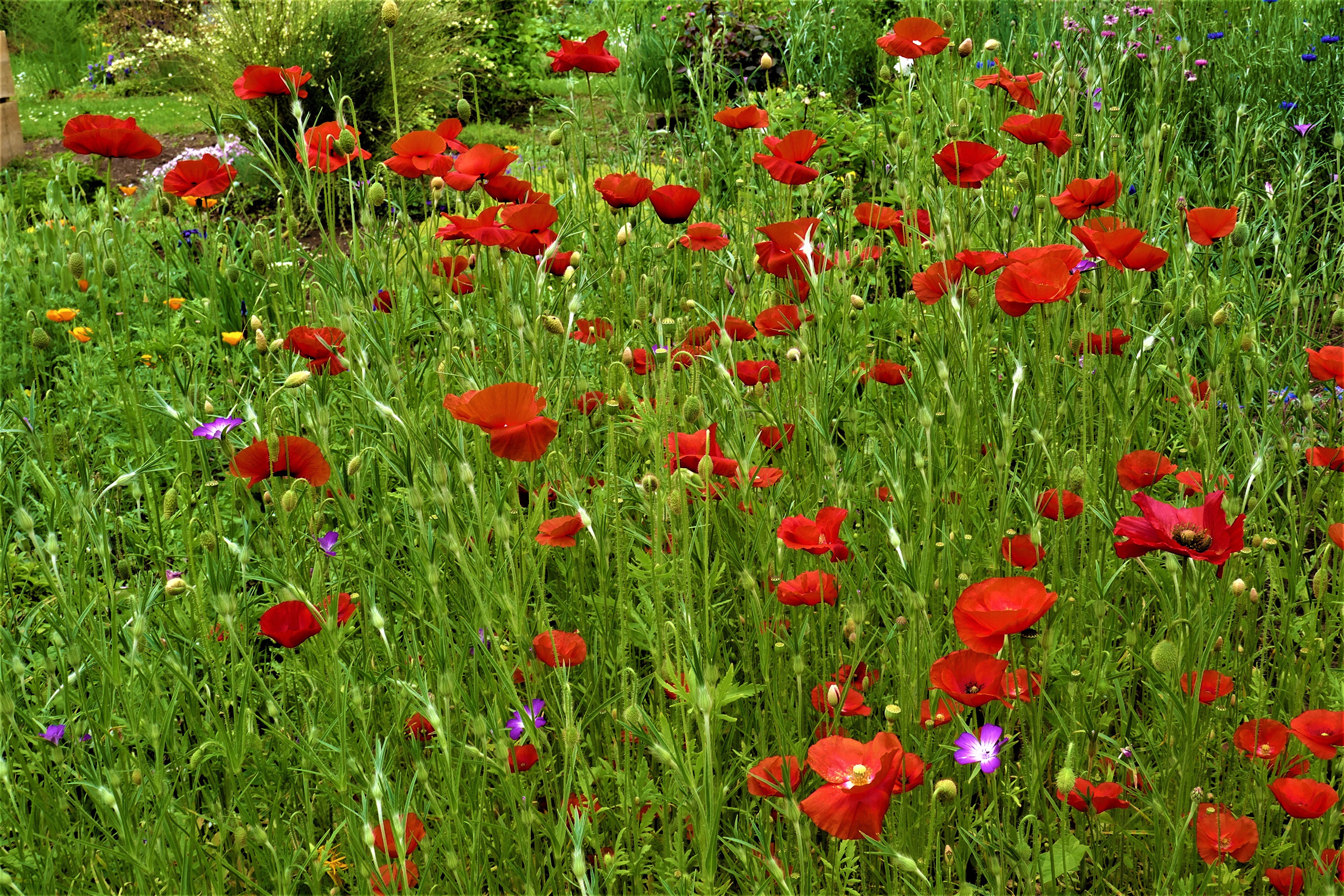 Field of Red Poppies and Greenery HD Wallpaper